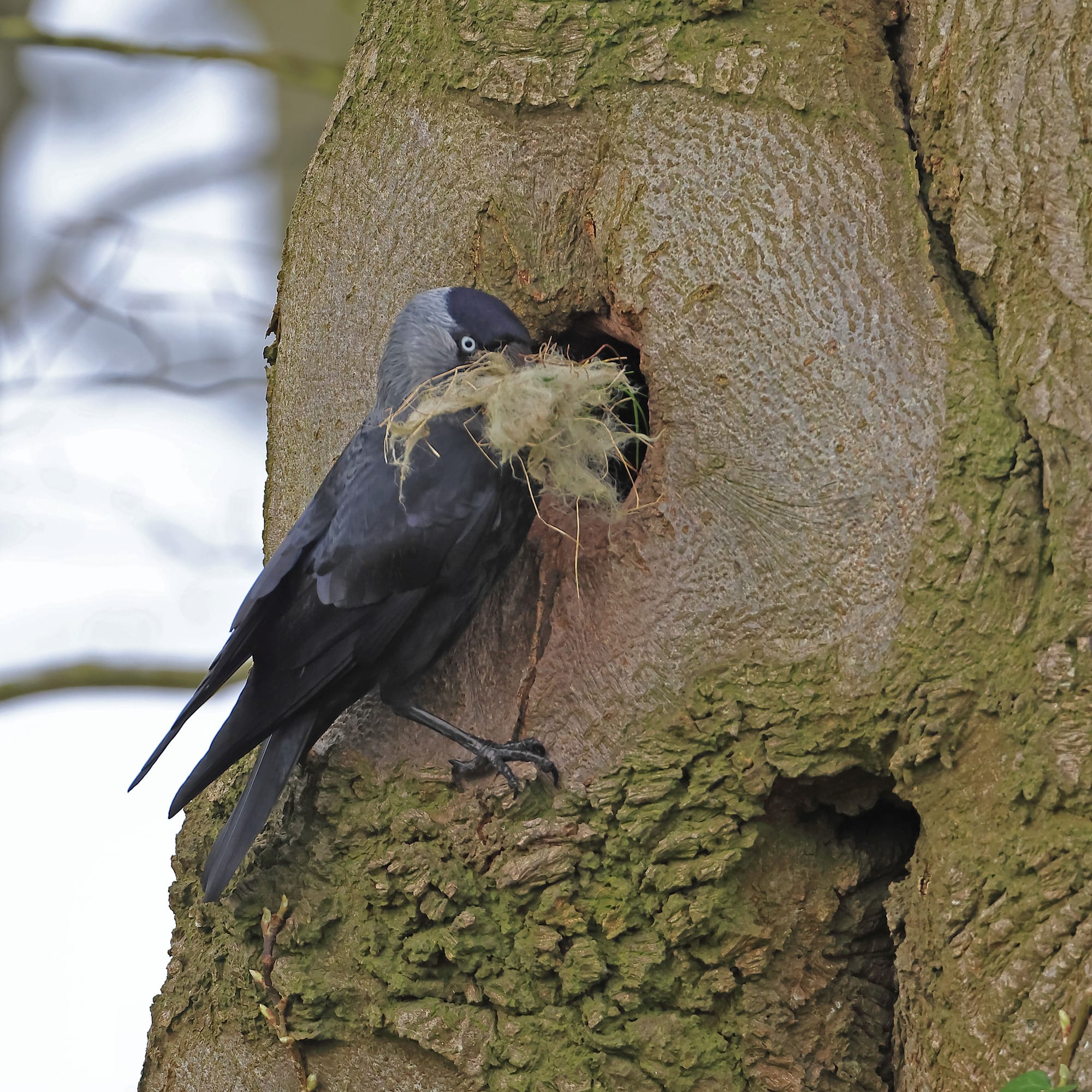 Jackdaw