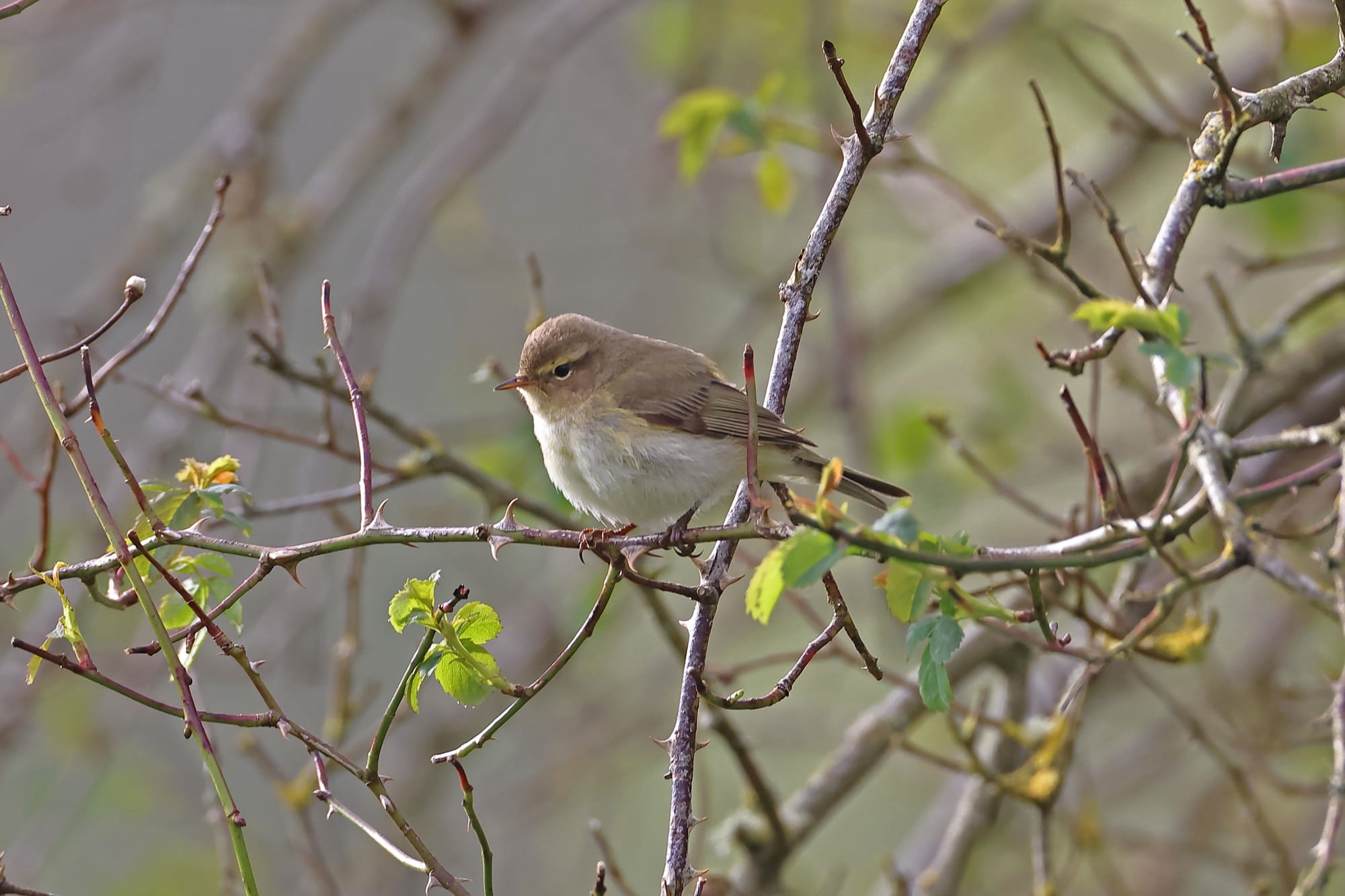 Chiffchaff