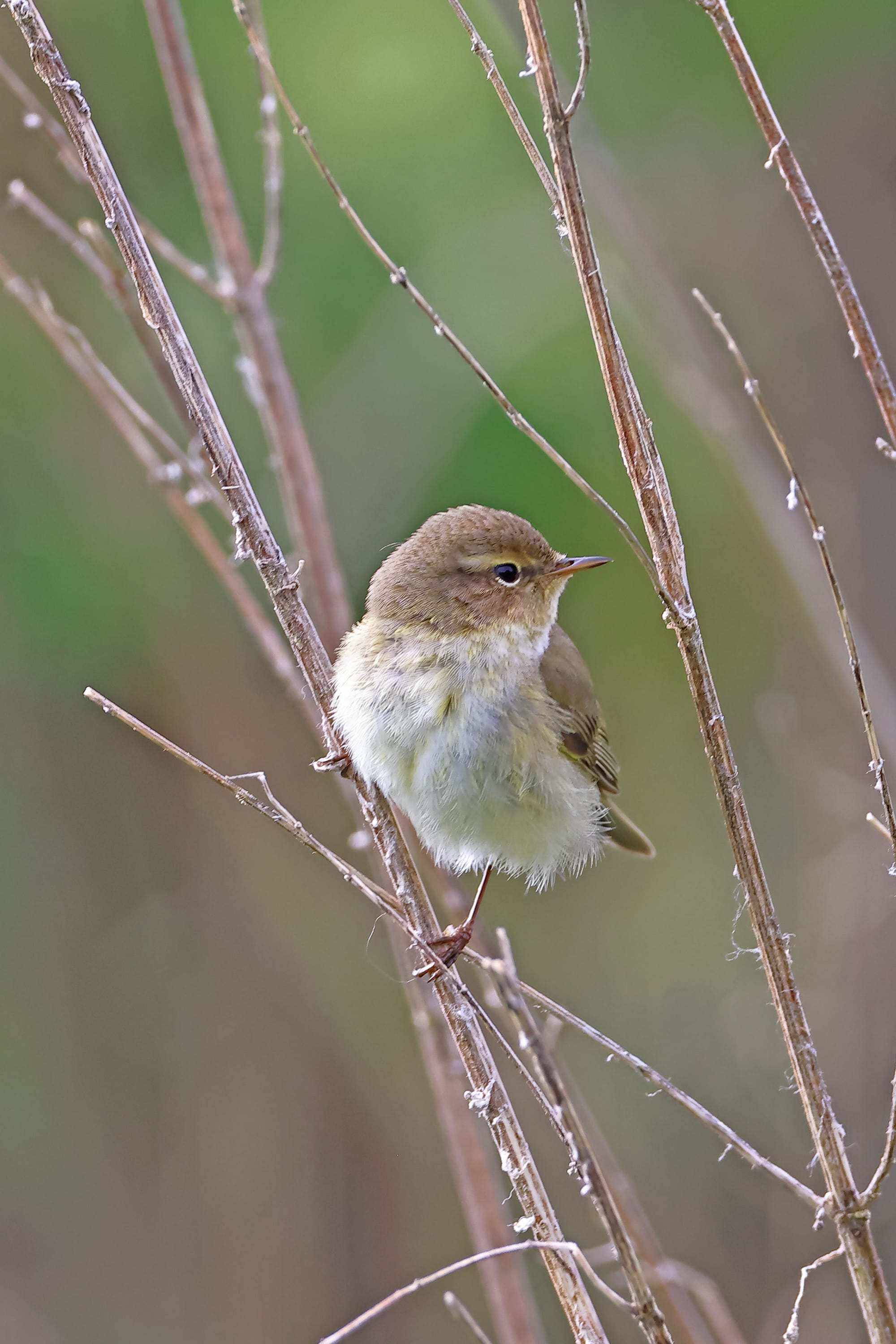 Chiffchaff