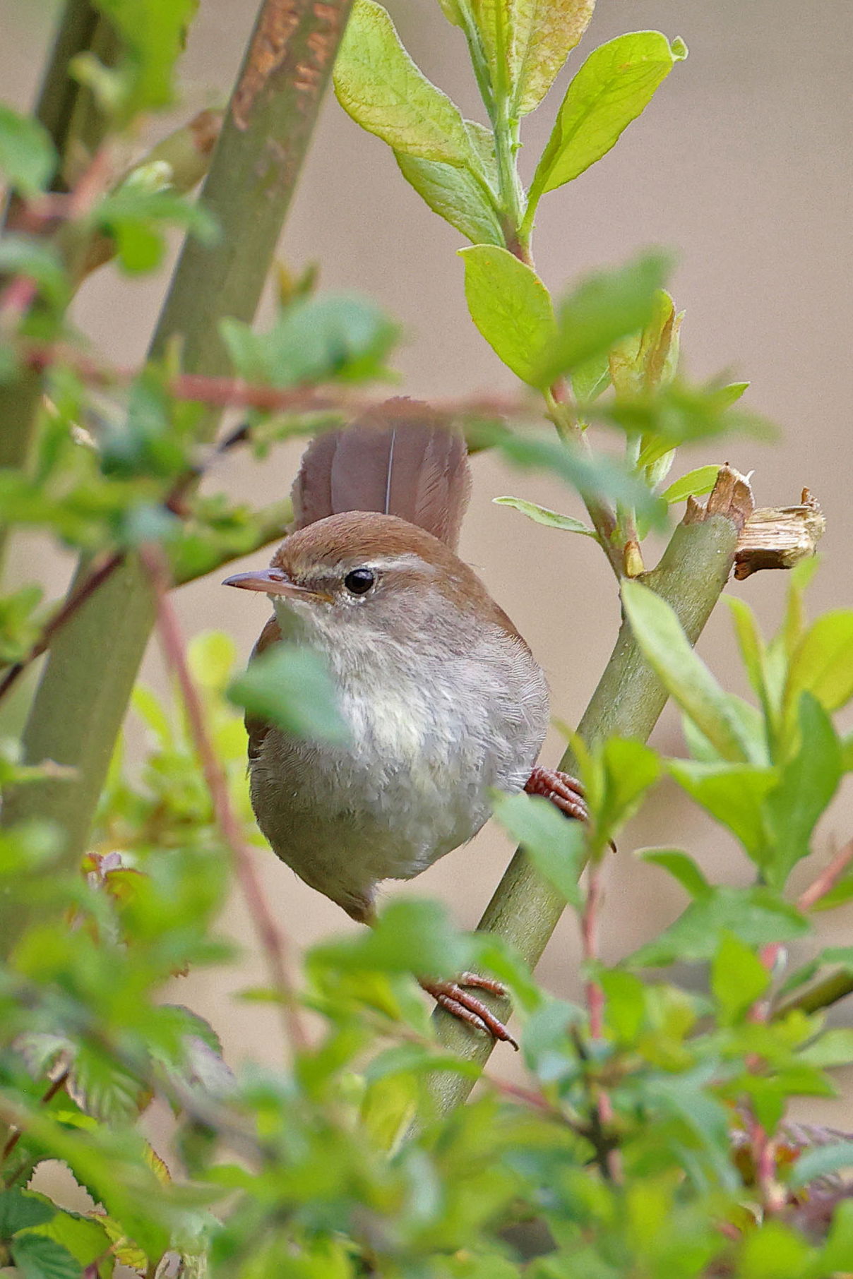 Cetti's Warbler