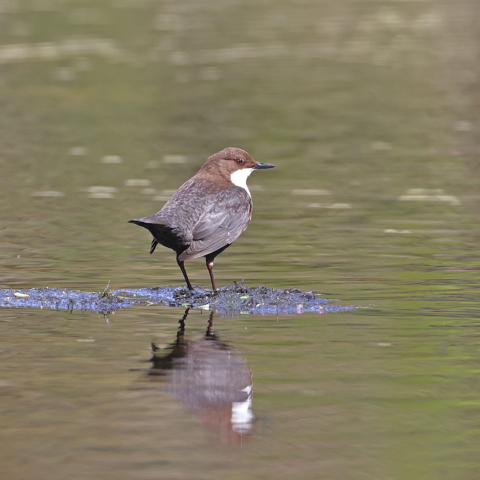 Dipper