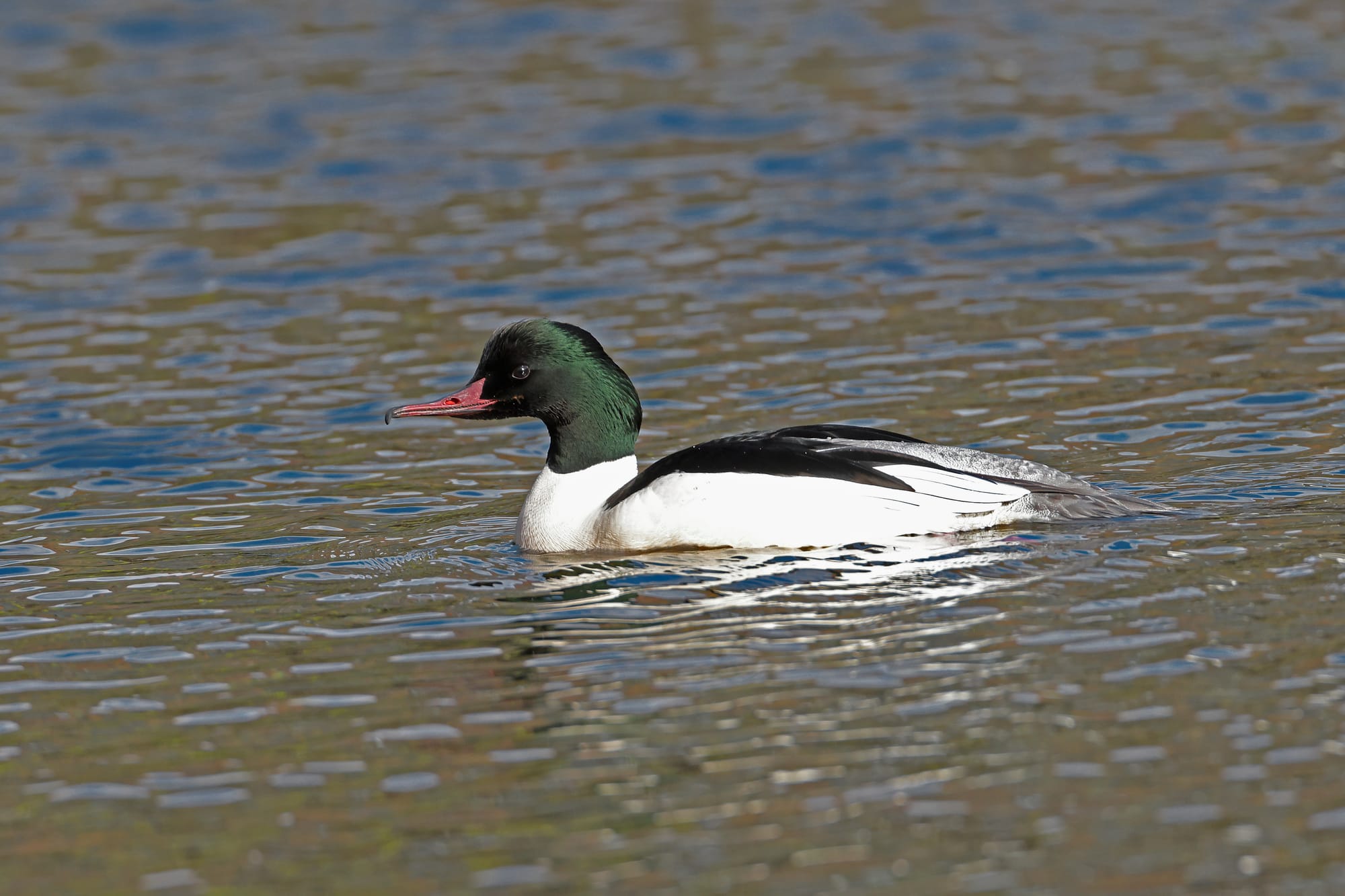 Goosander