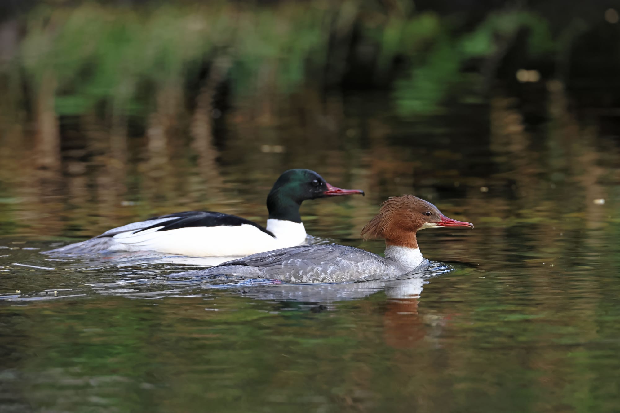 Goosander