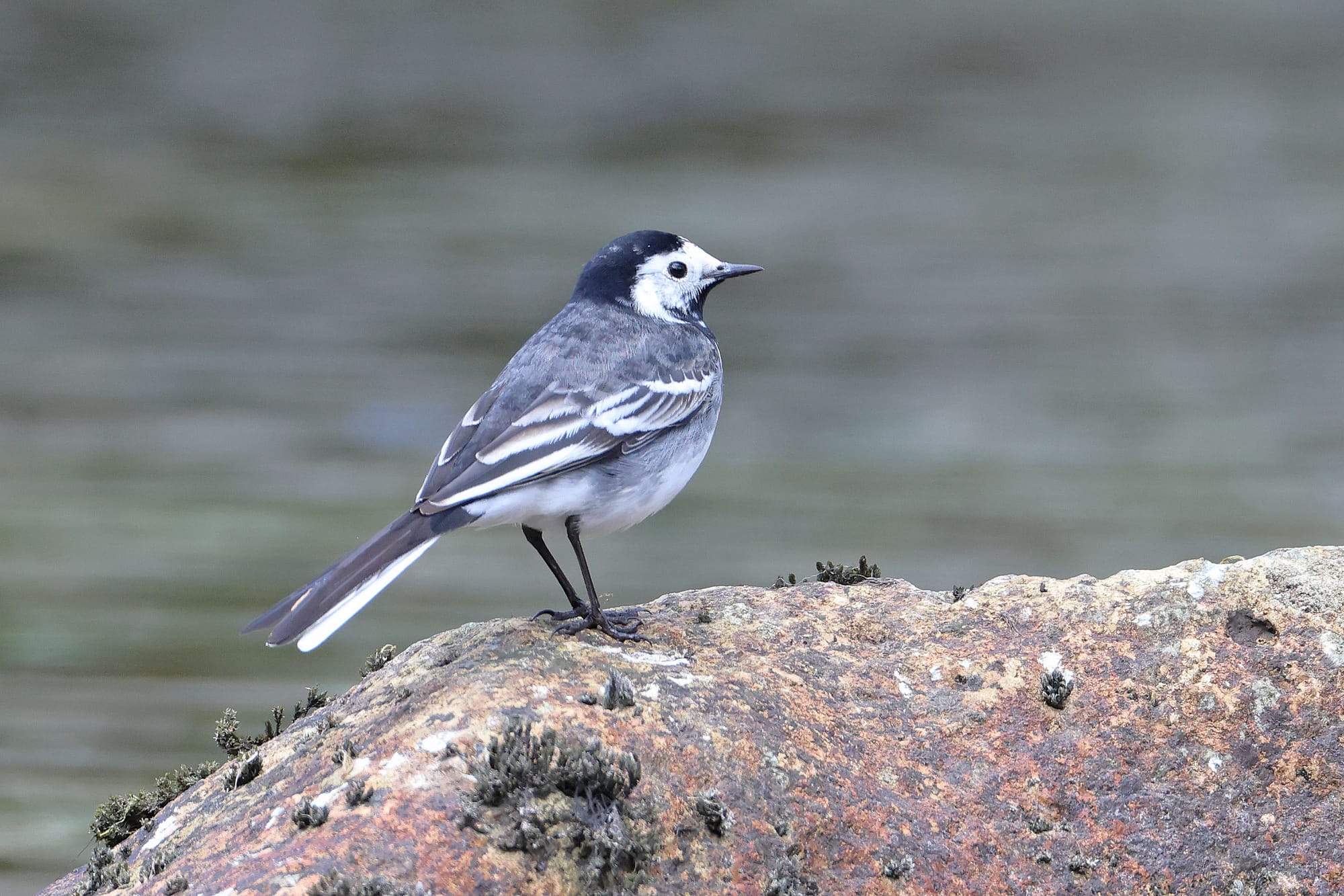 Pied Wagtail