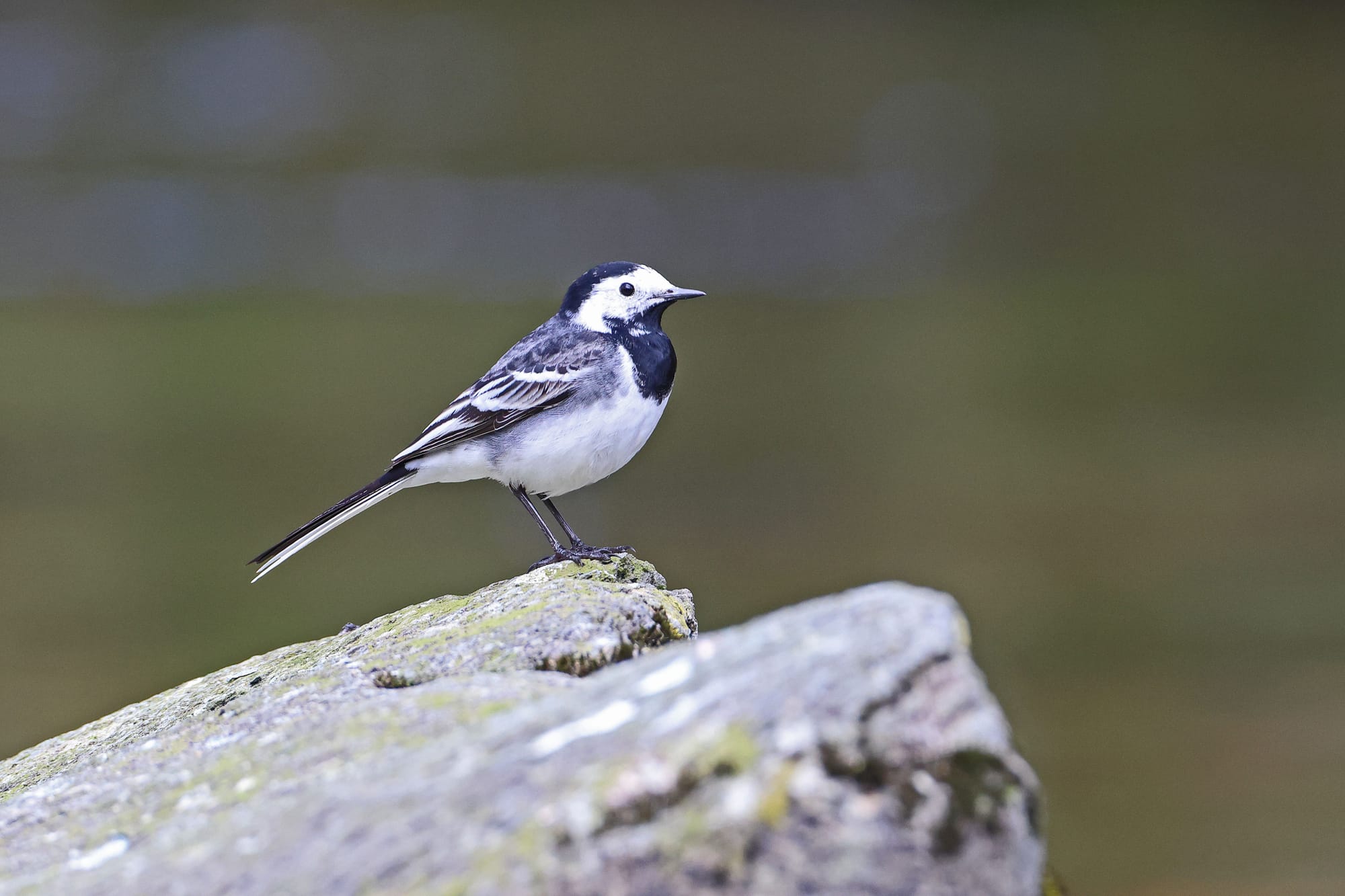 Pied Wagtail