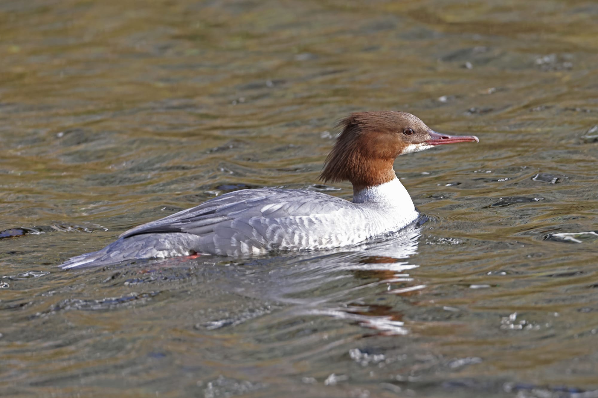 Goosander