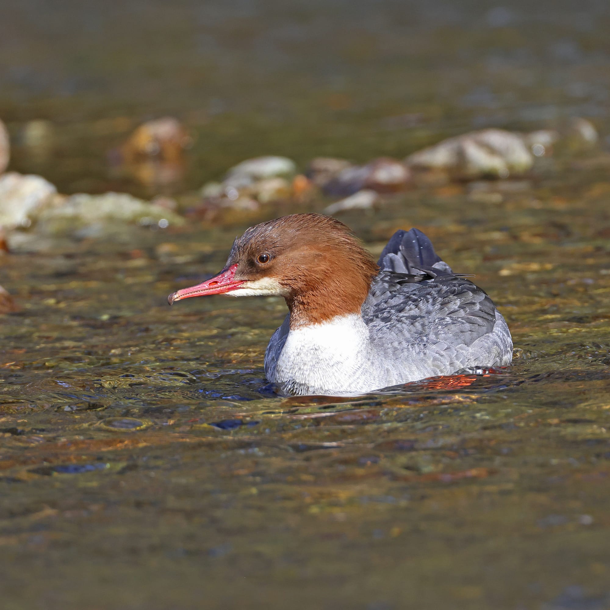 Goosander