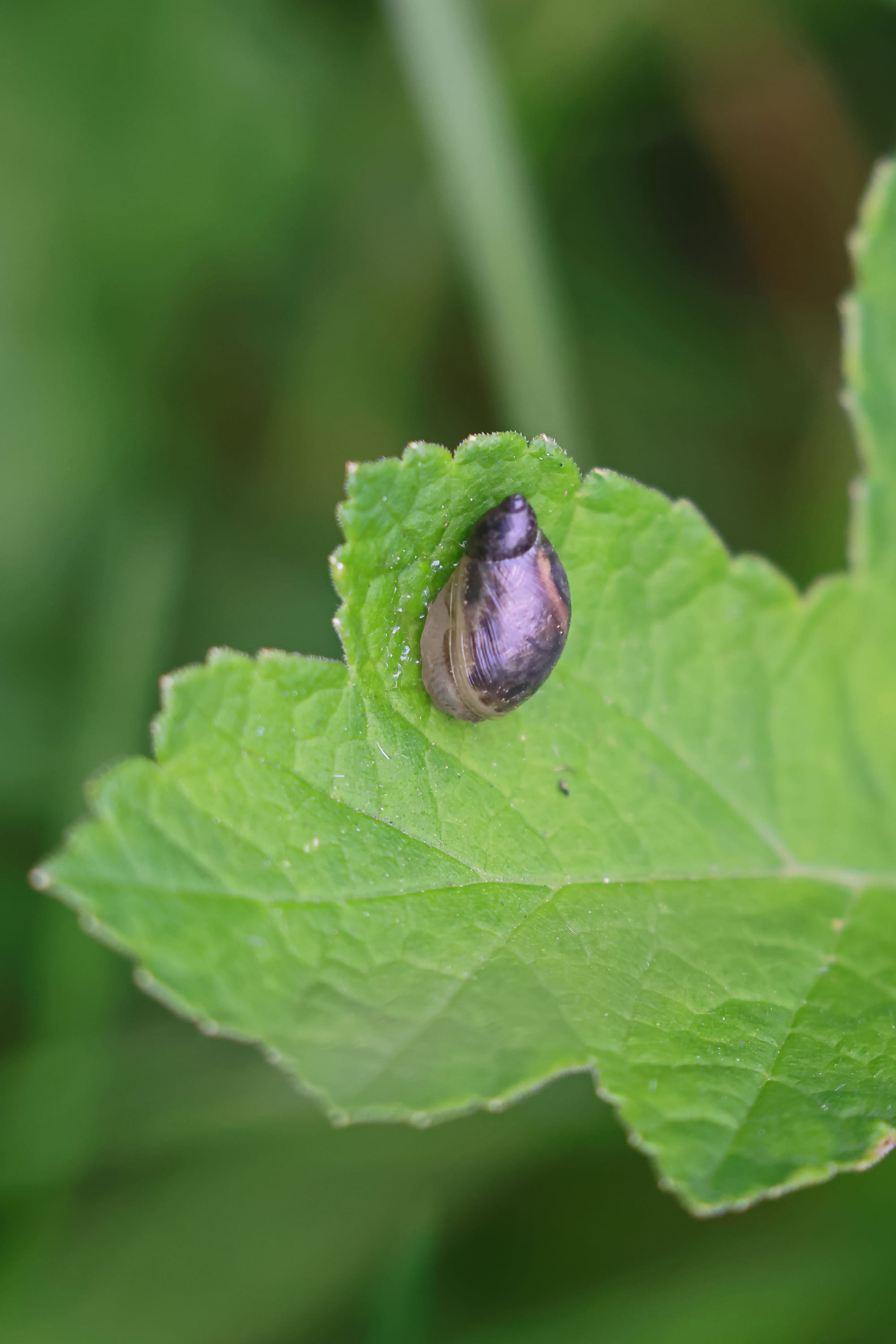 Pfeiffer's Amber Snail