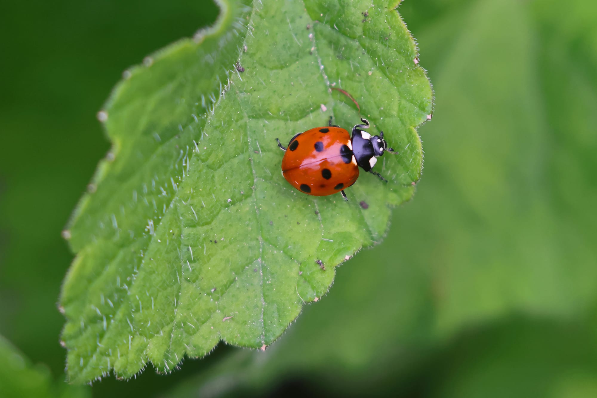 7- spot Ladybird