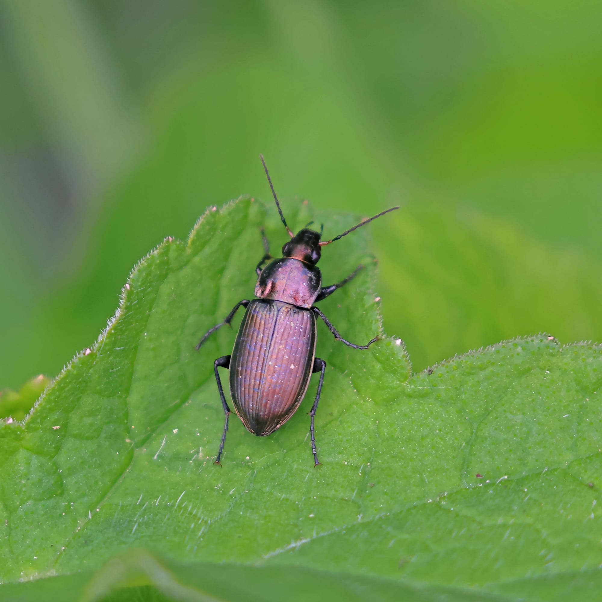 Ground Beetle