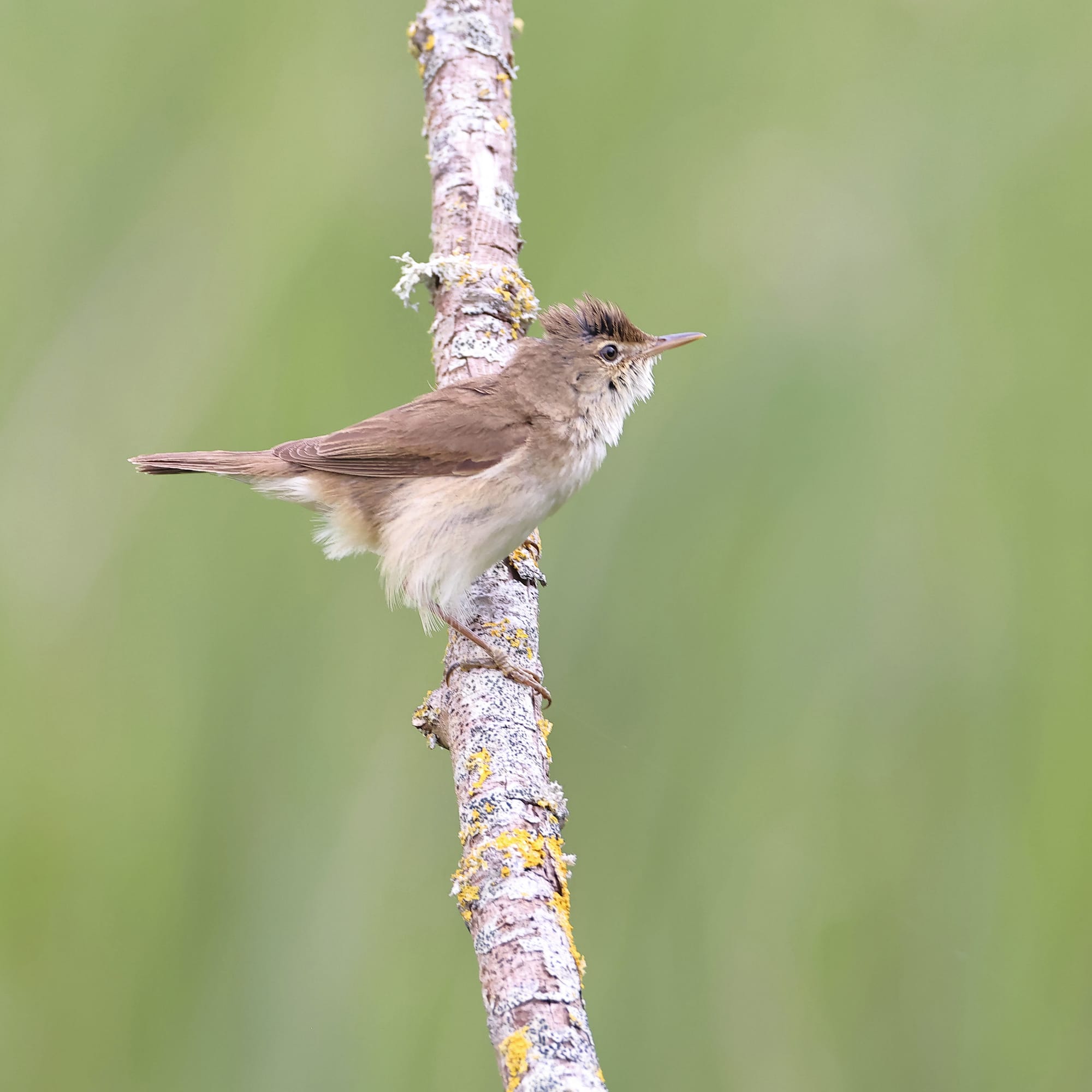 Reed Warbler