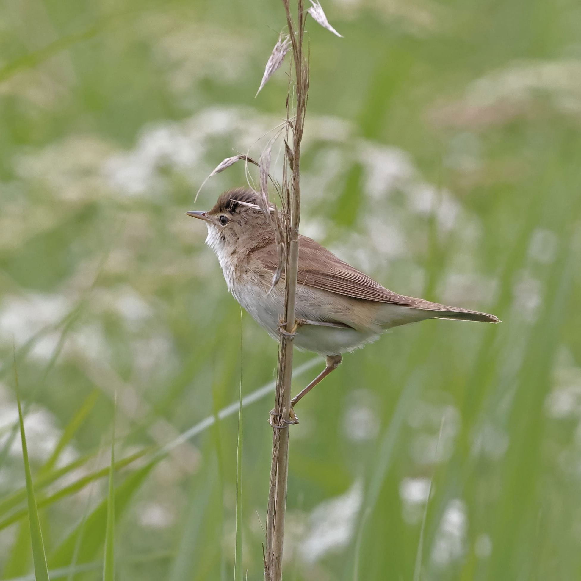 Reed Warbler