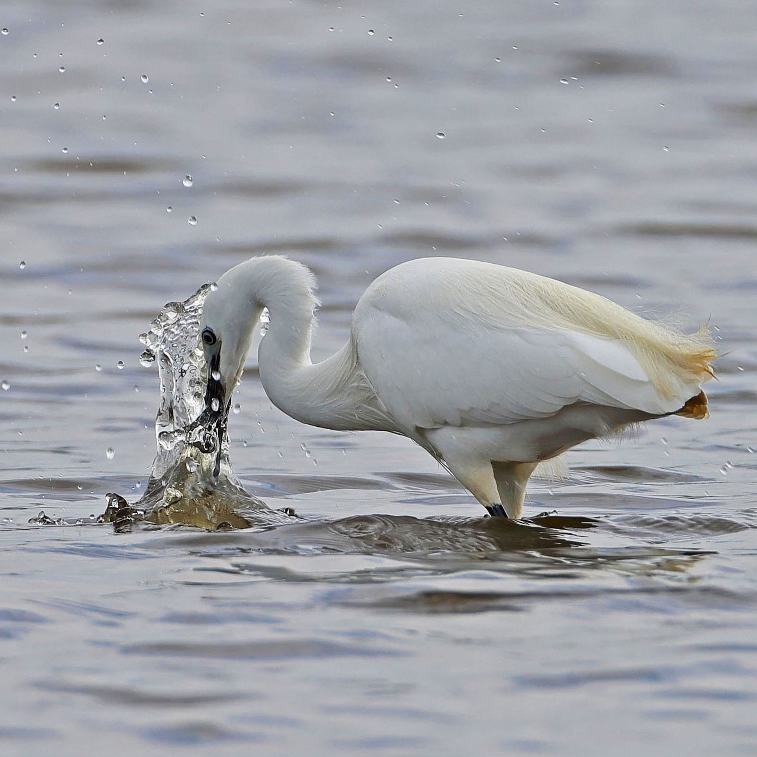 Little Egret