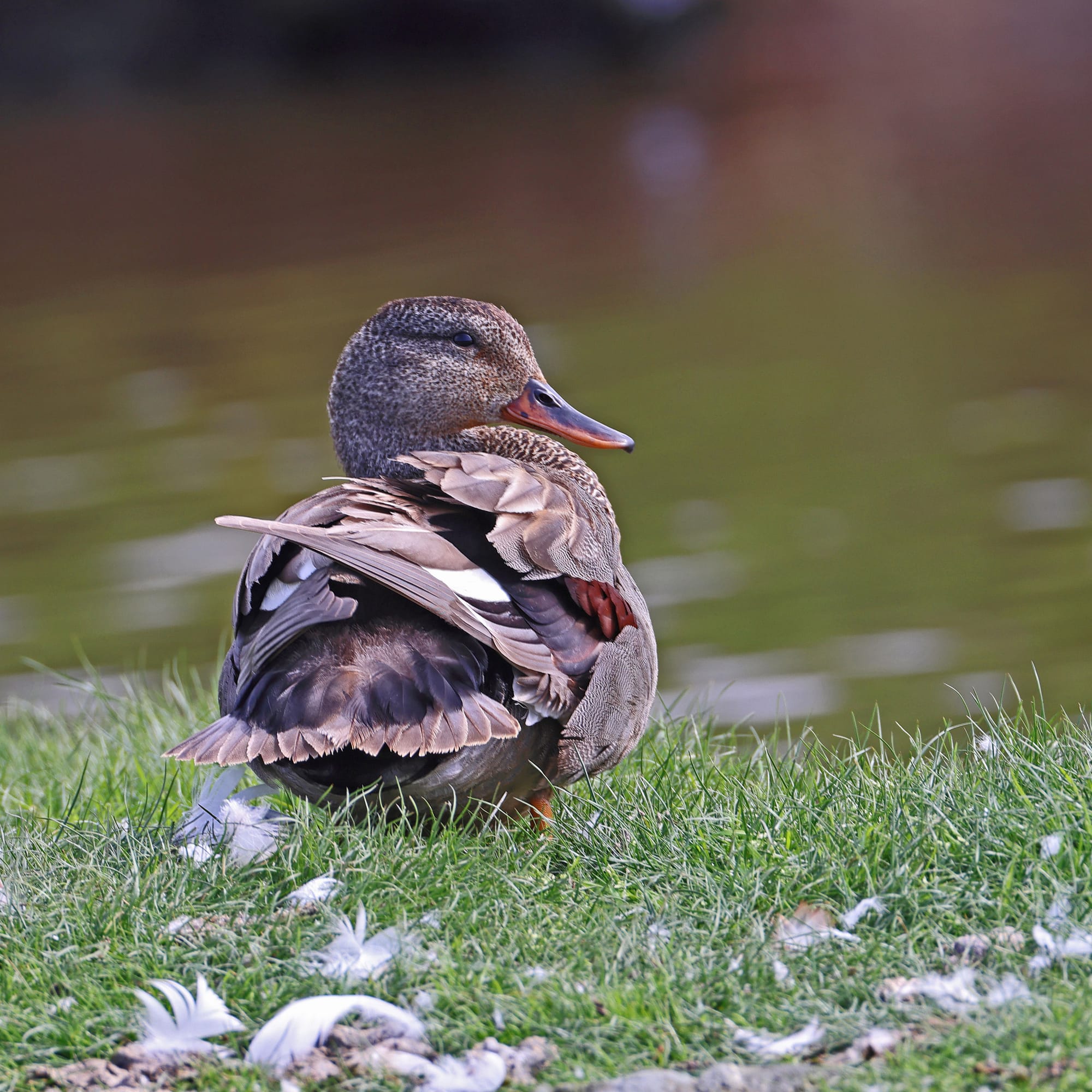 Gadwall