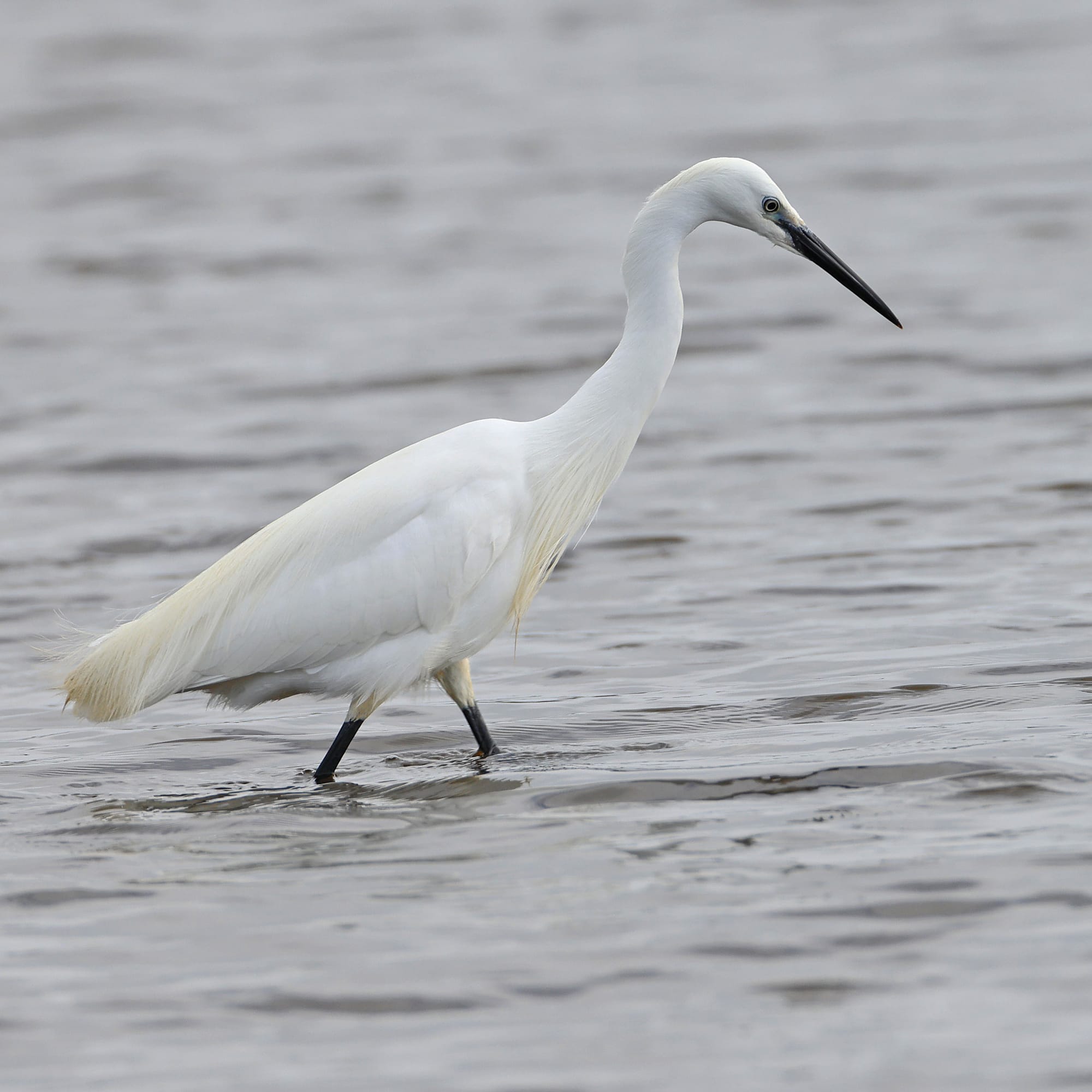 Little Egret