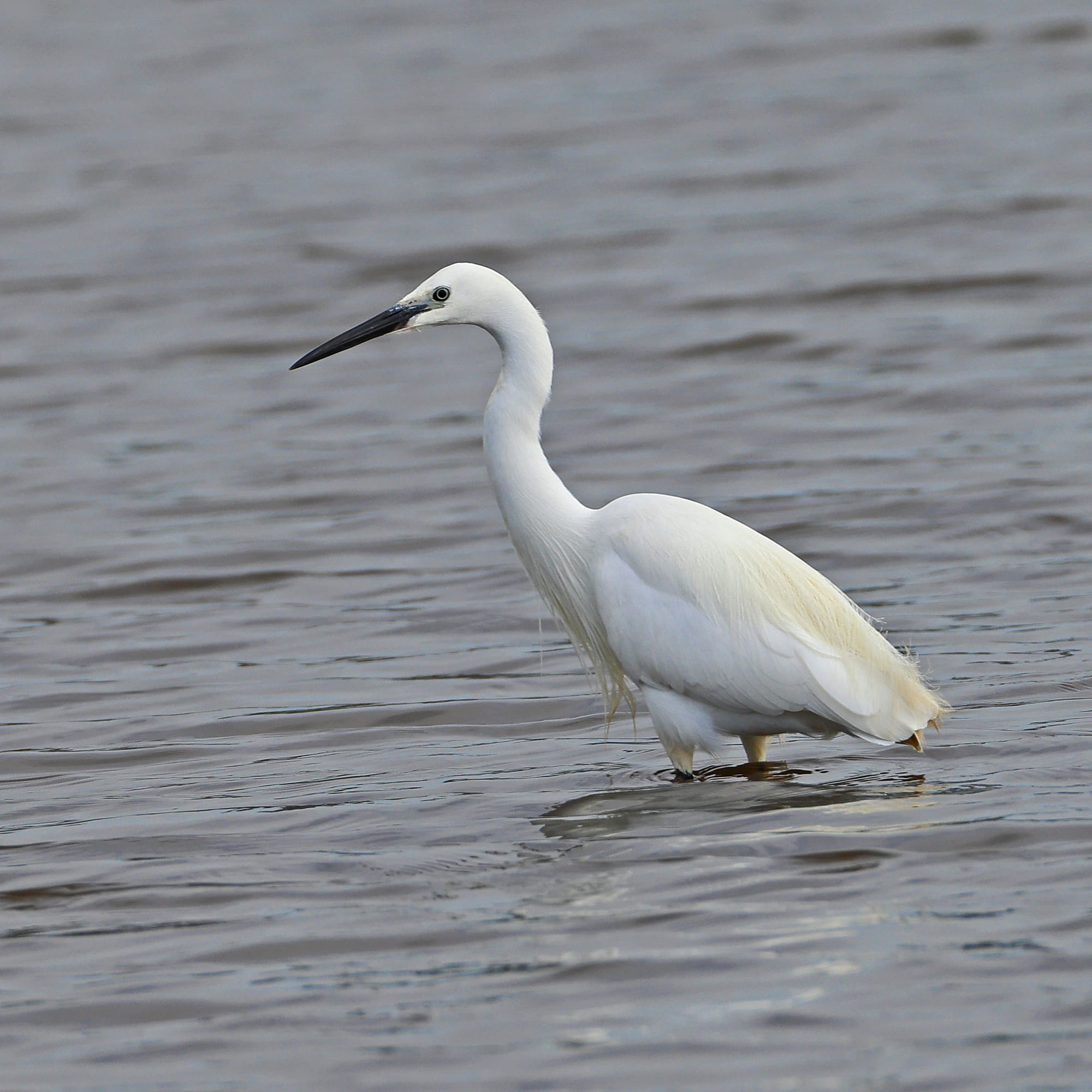 Little Egret