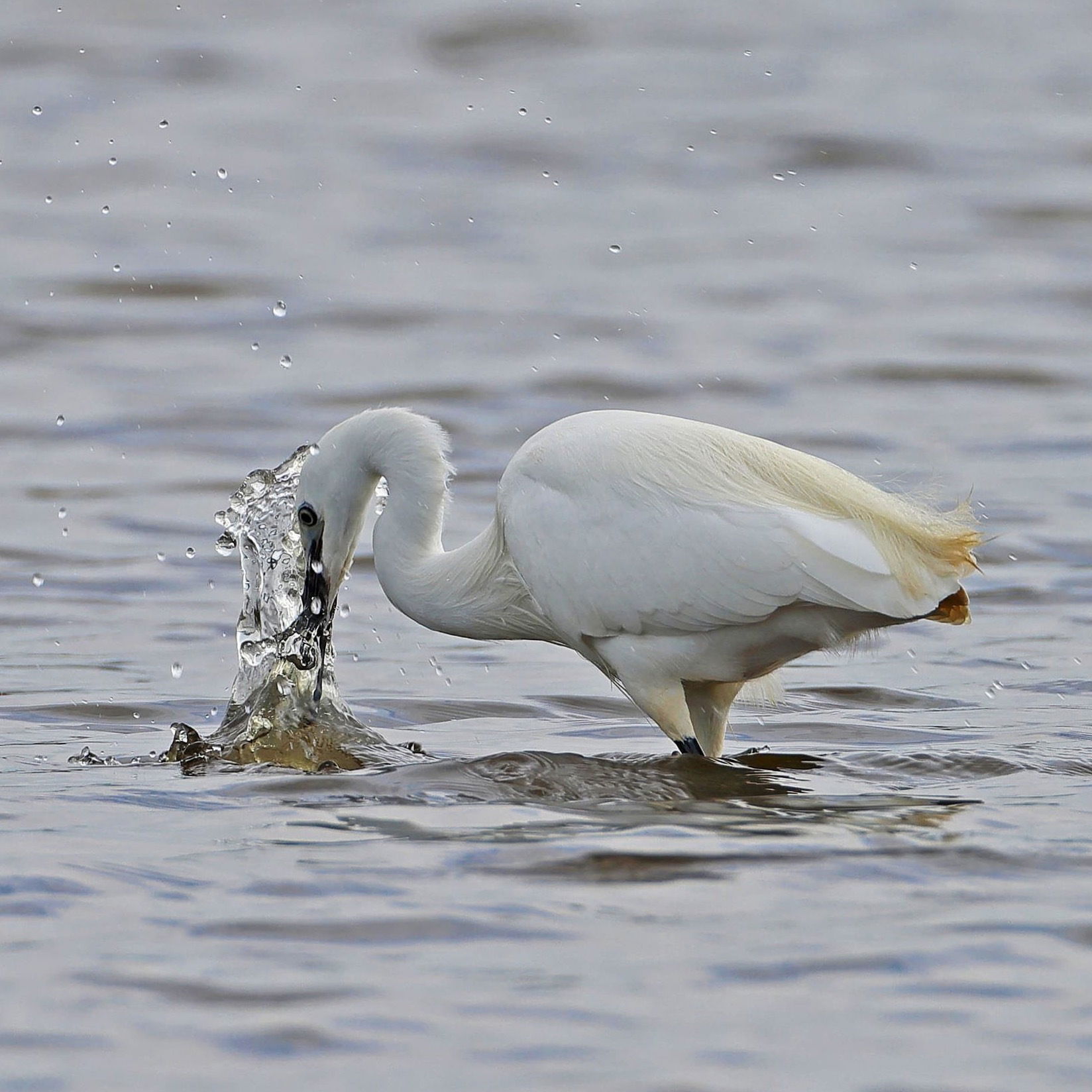 Little Egret