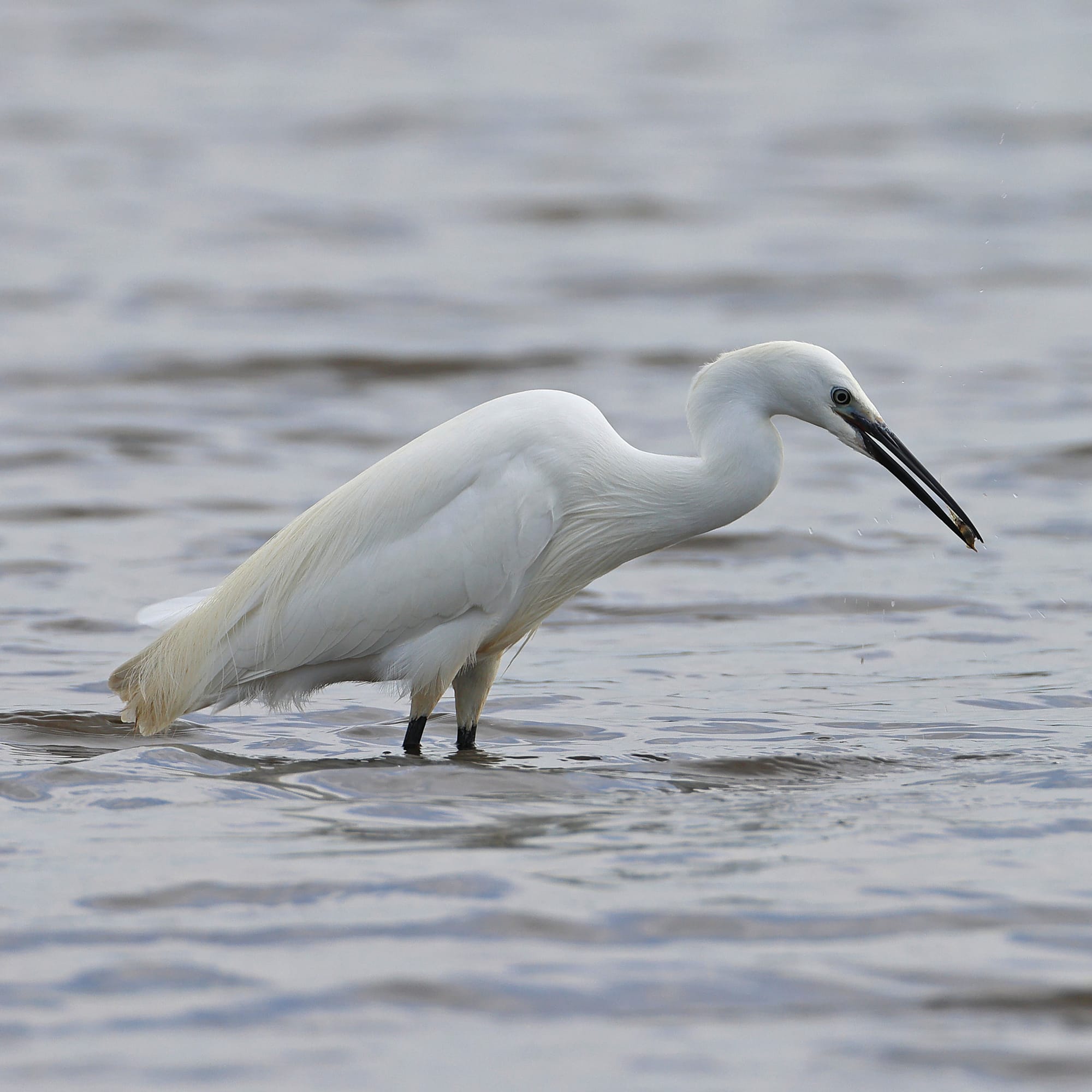 Little Egret