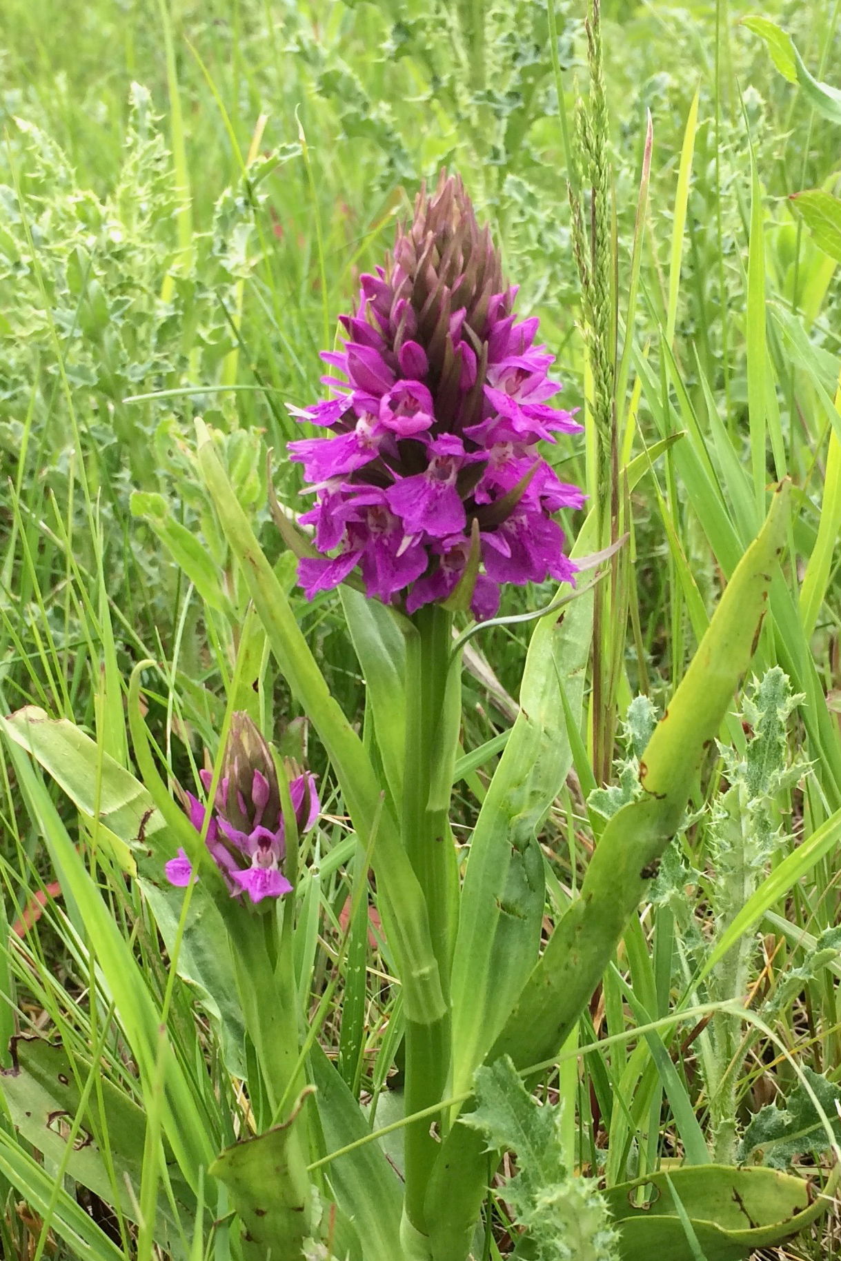 Southern Marsh Orchid