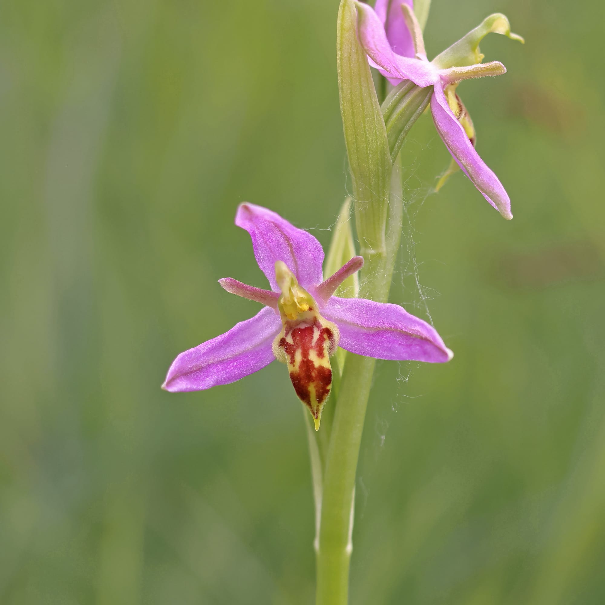 Wasp Orchid