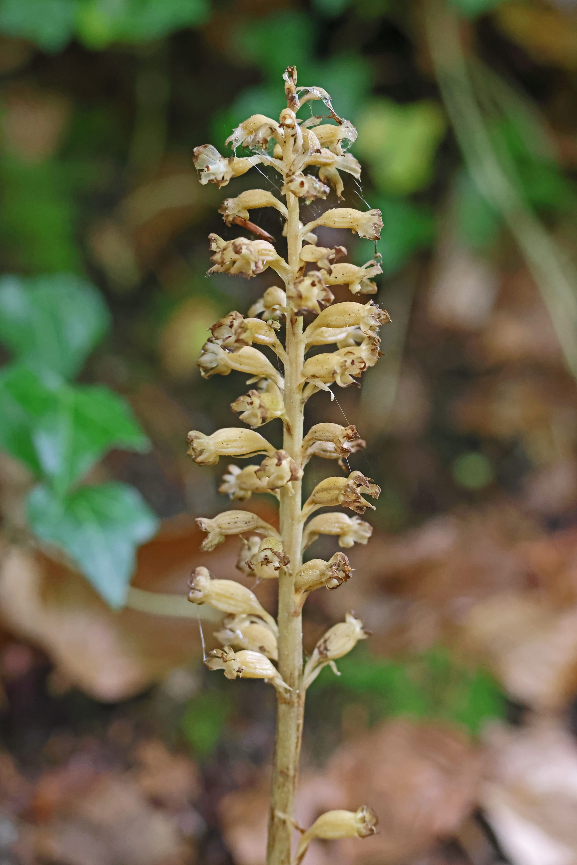 Birdsnest Orchid