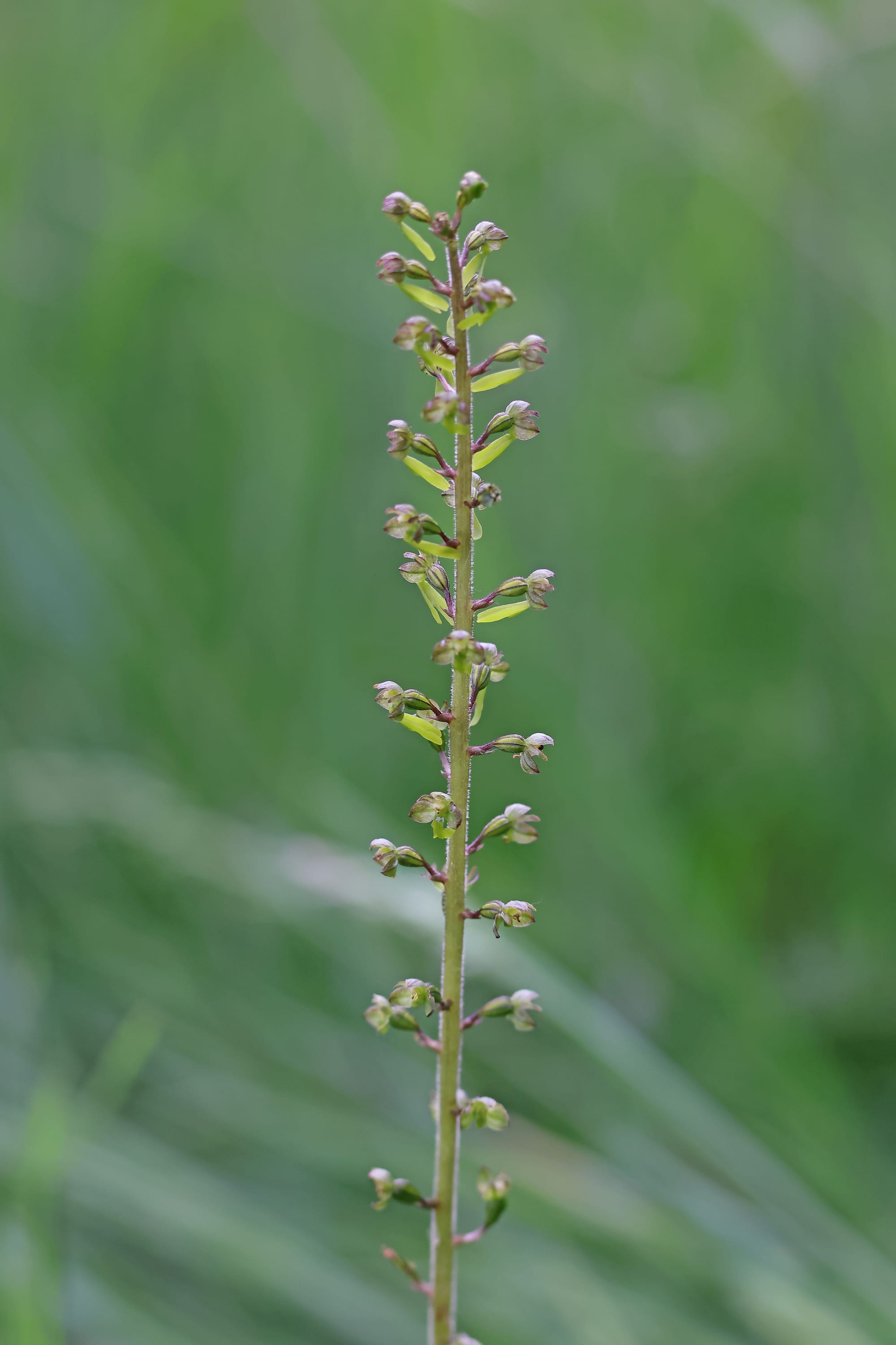 Common Twayblade