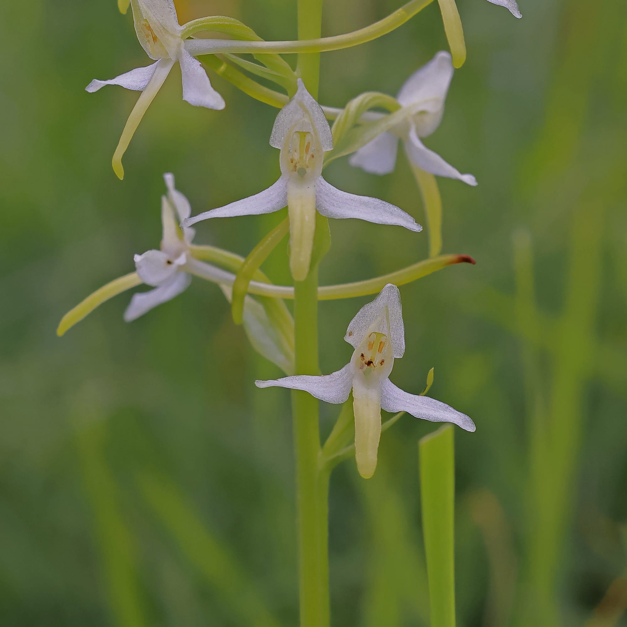 Lesser Butterfly Orchid