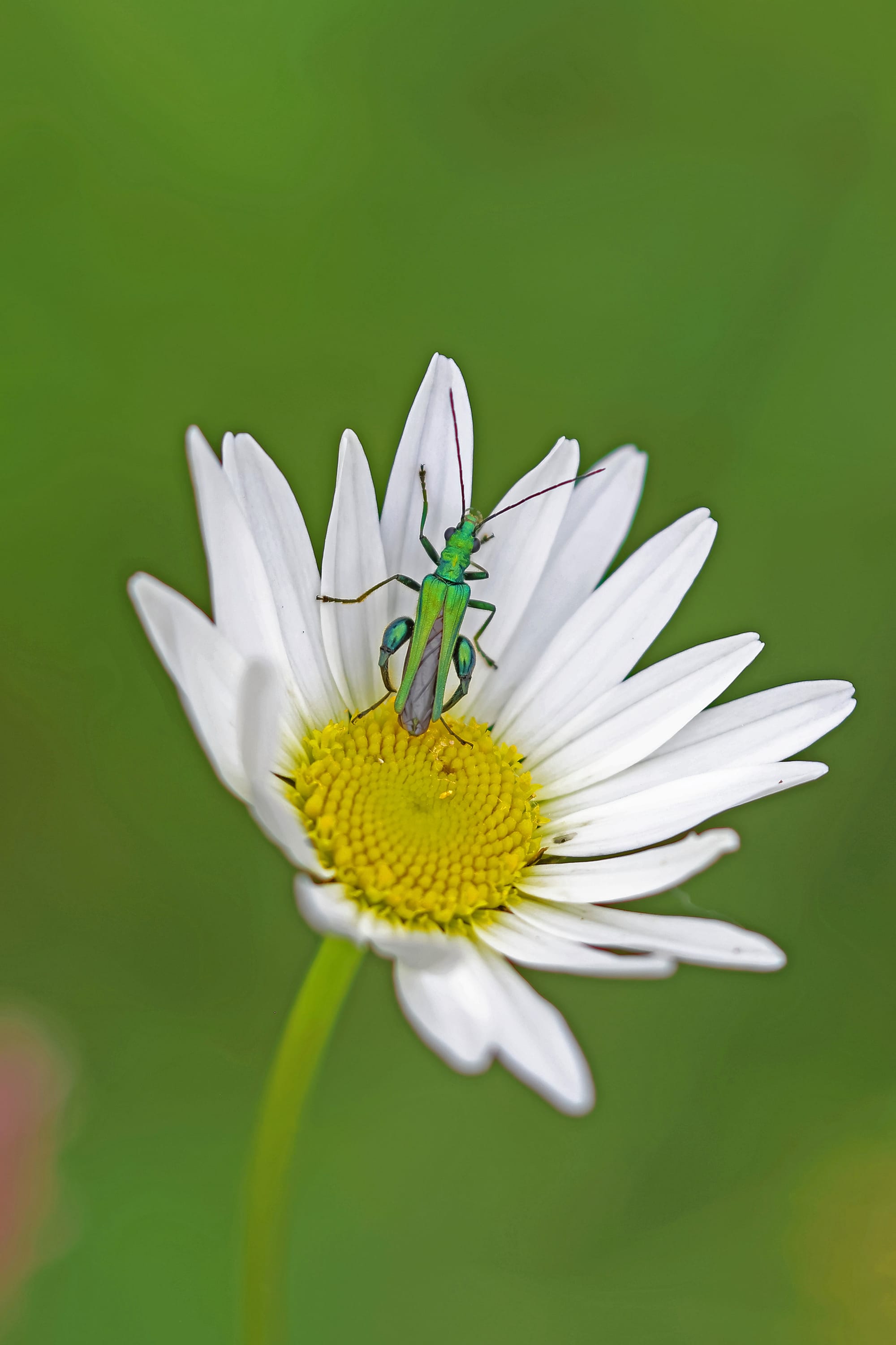 Thick-legged Flower Beetle