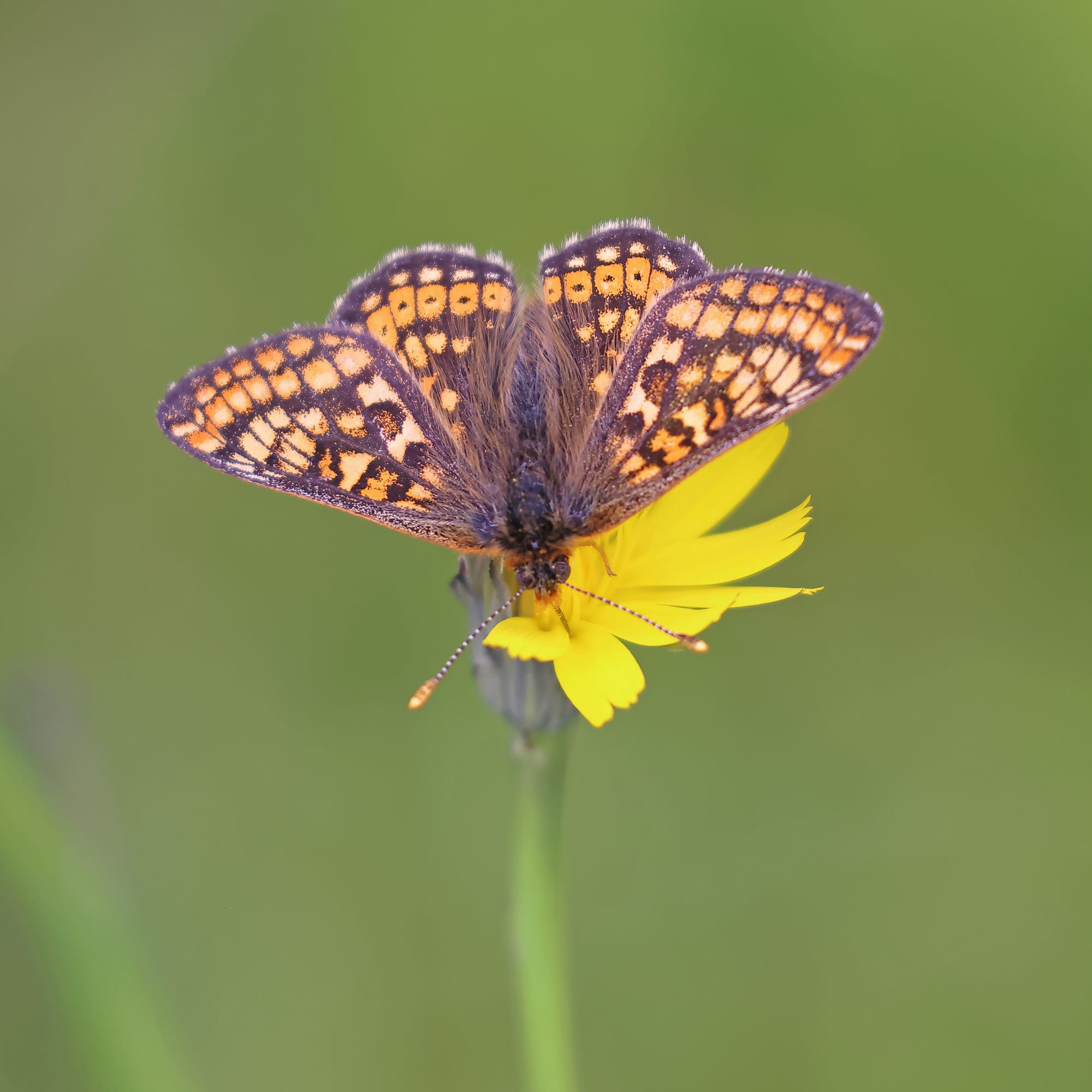 Marsh Fritillary