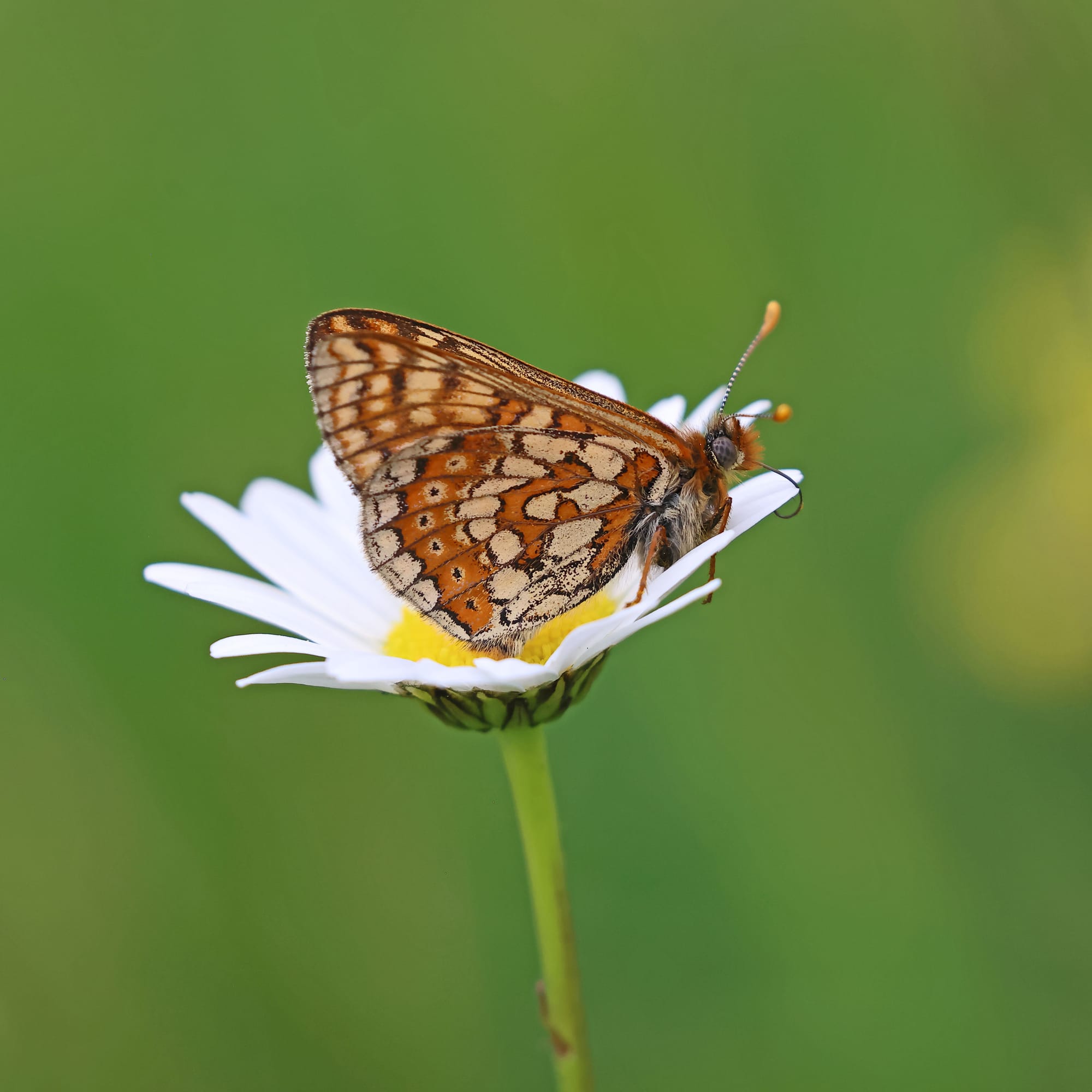 Marsh Fritillary