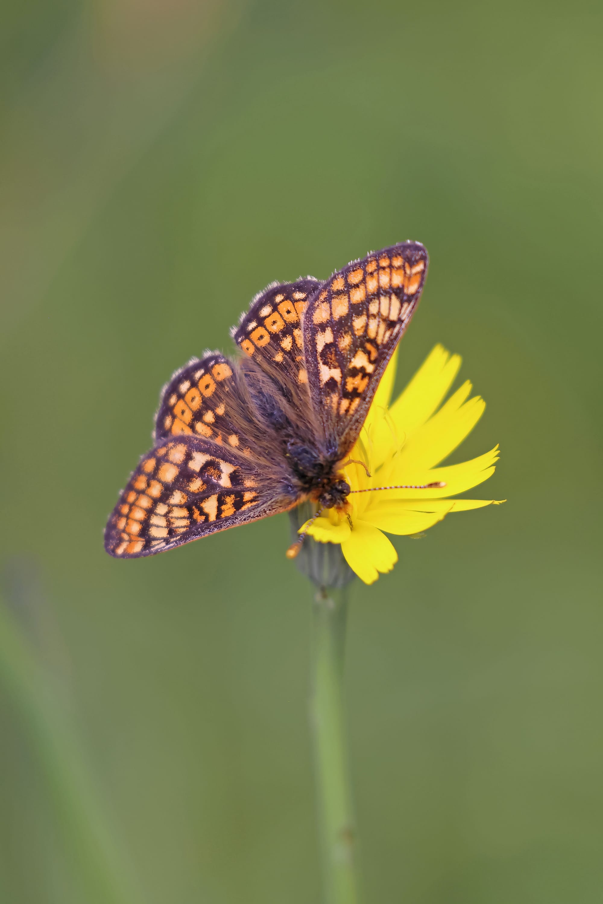 Marsh Fritillary