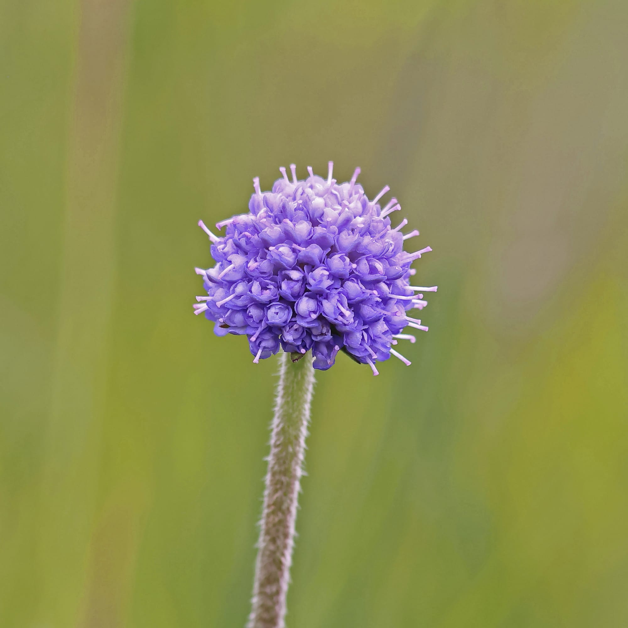 Devil's Bit Scabious