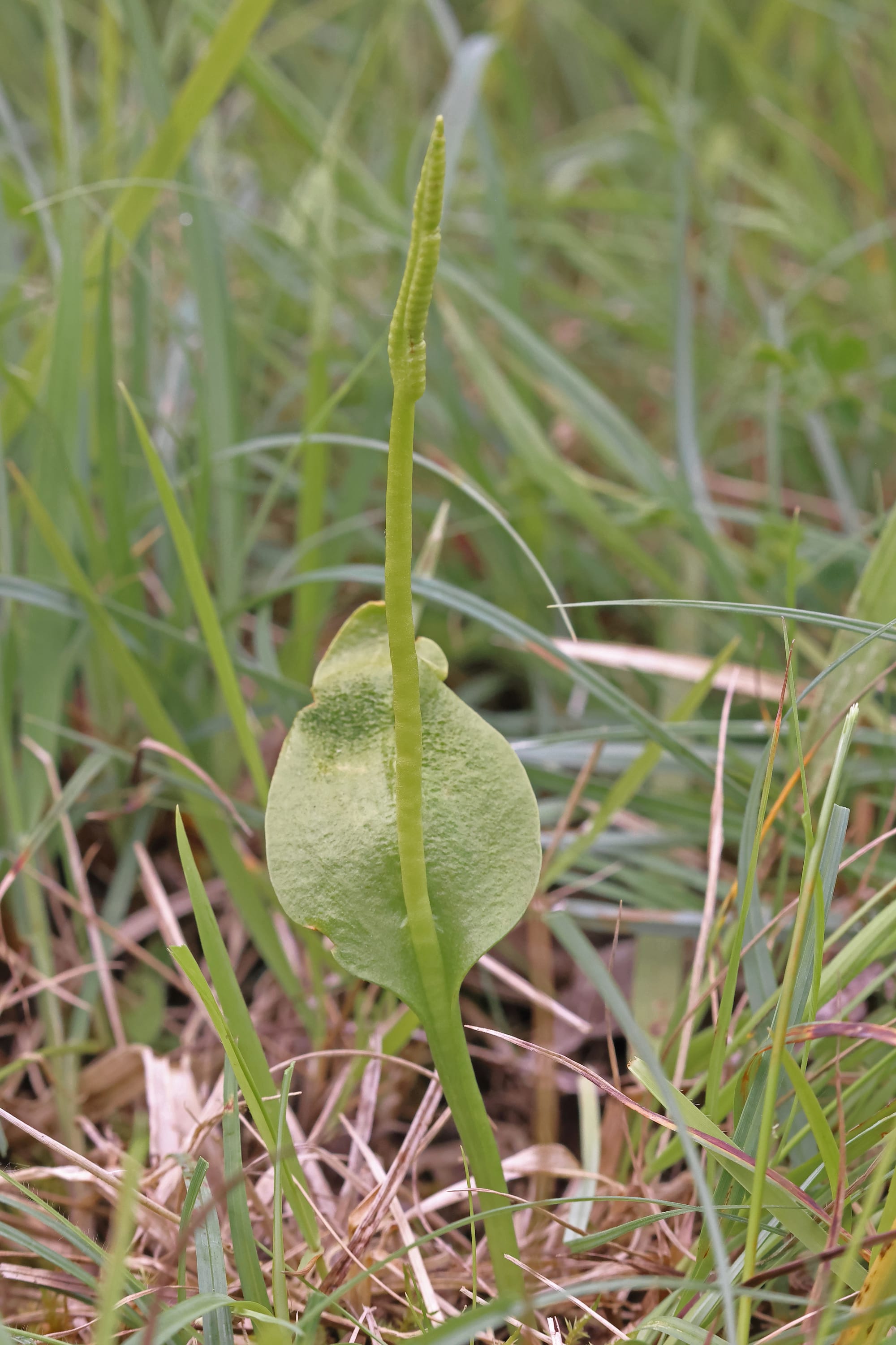 Adder's Tongue Fern