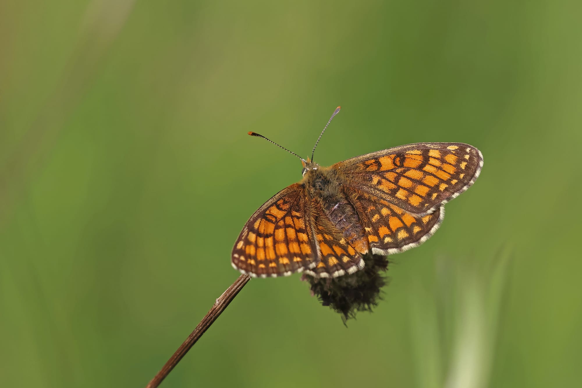 Meadow Fritillary