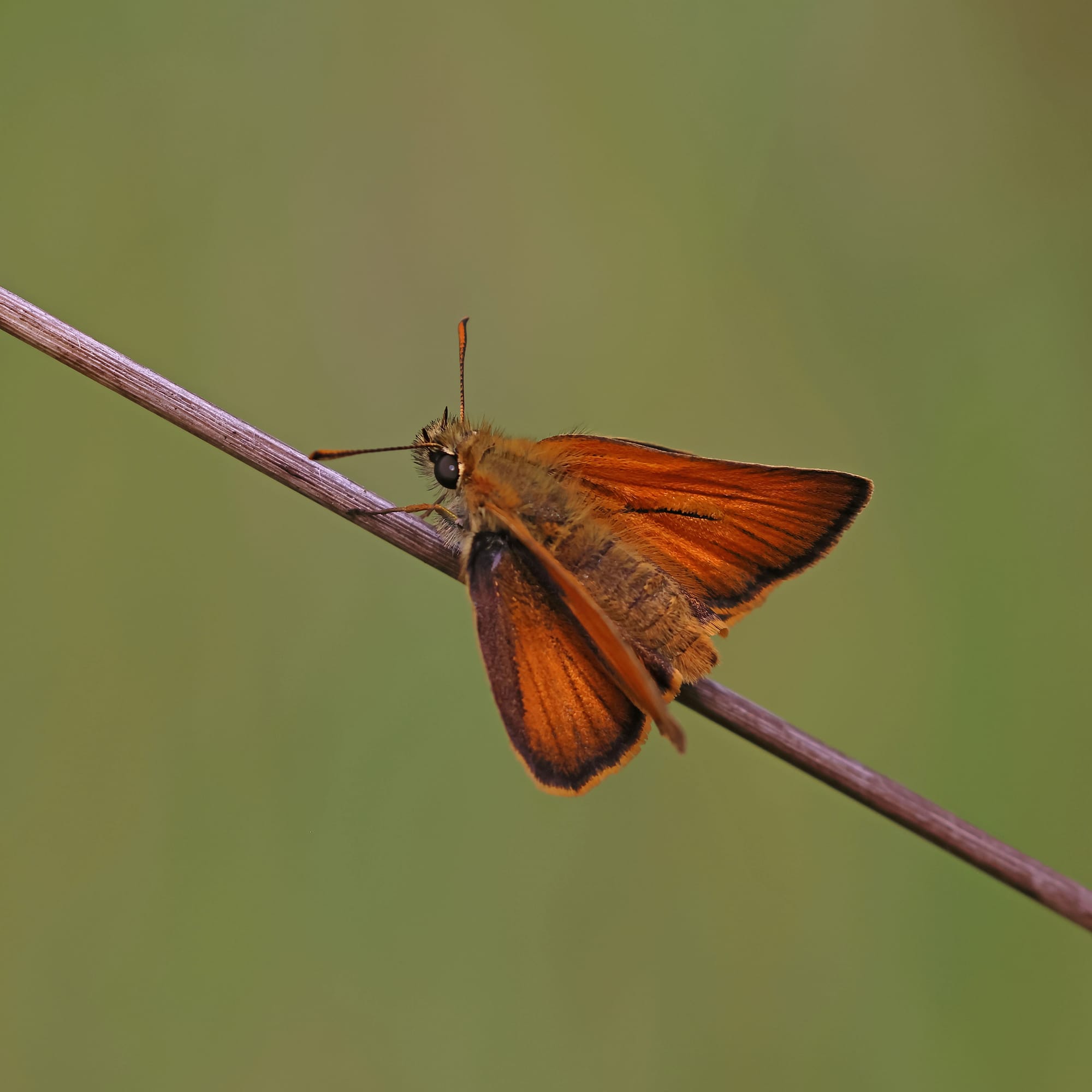 Small Skipper