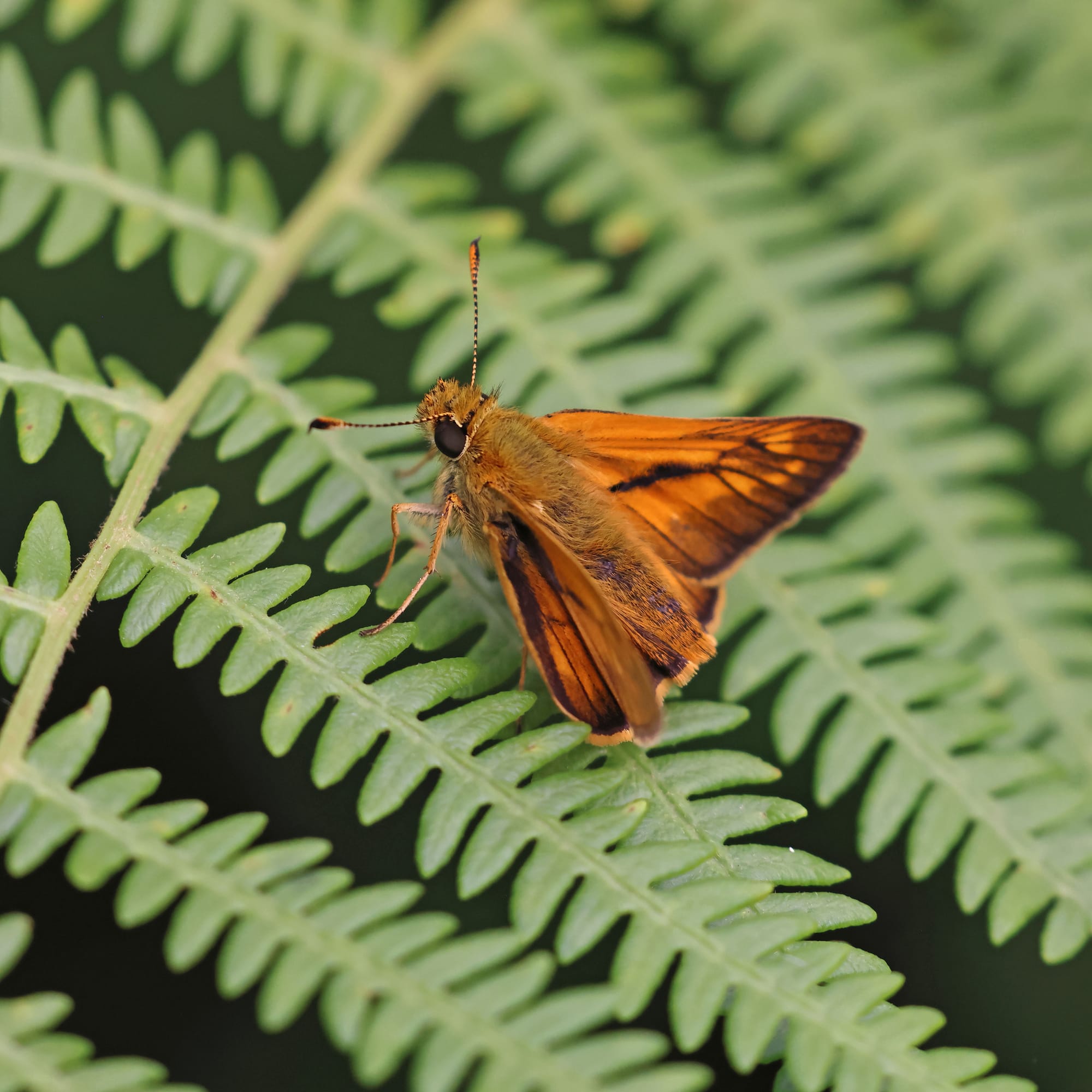 Large Skipper