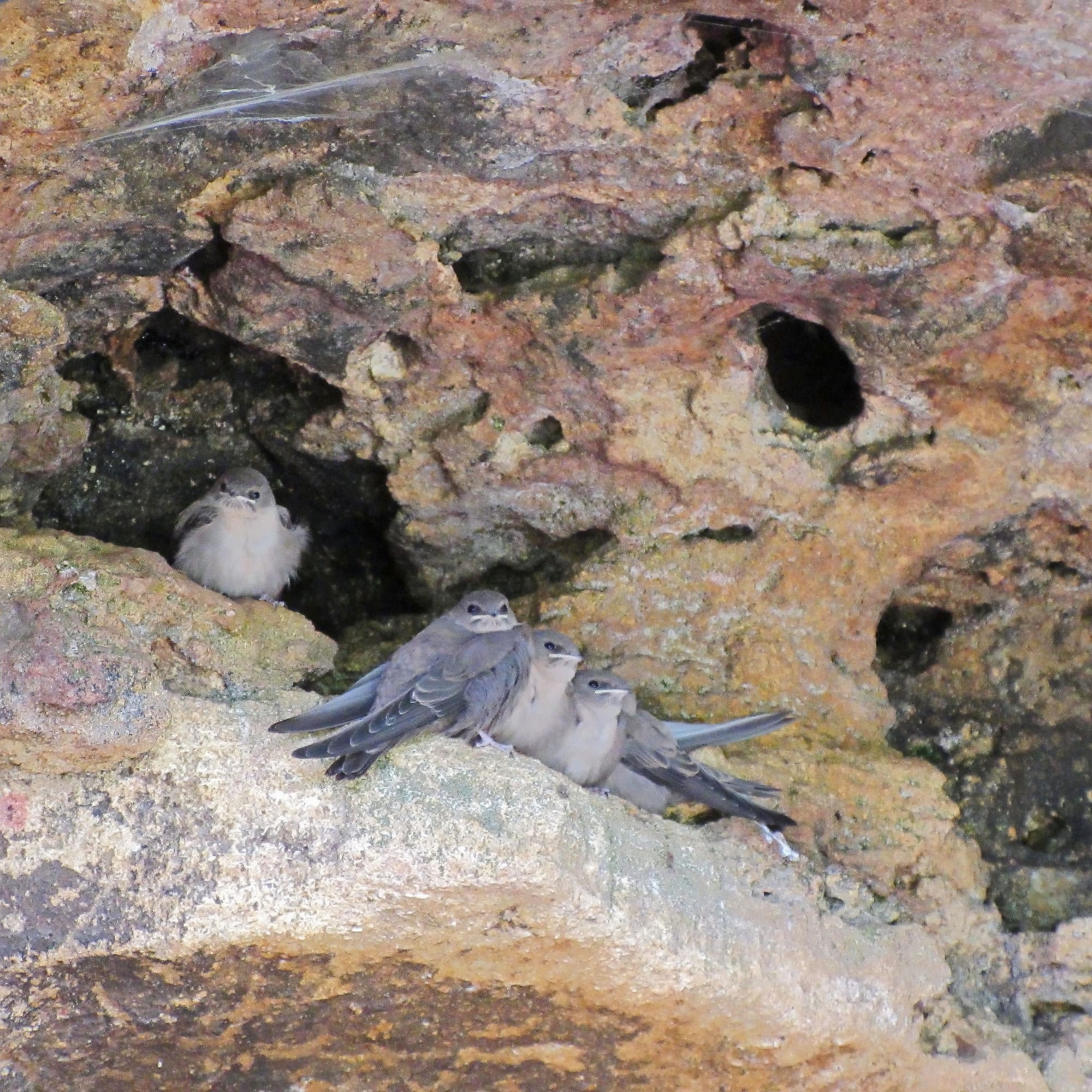 Crag Martin