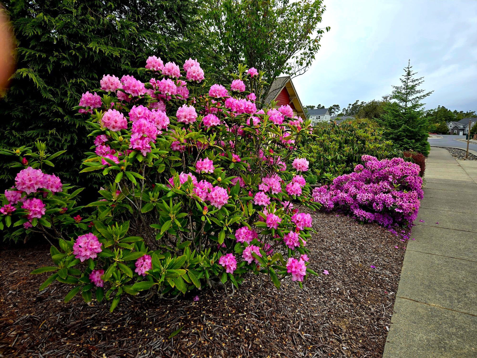 Rhododendrons and Ice Cream Tour, May 28, 2024