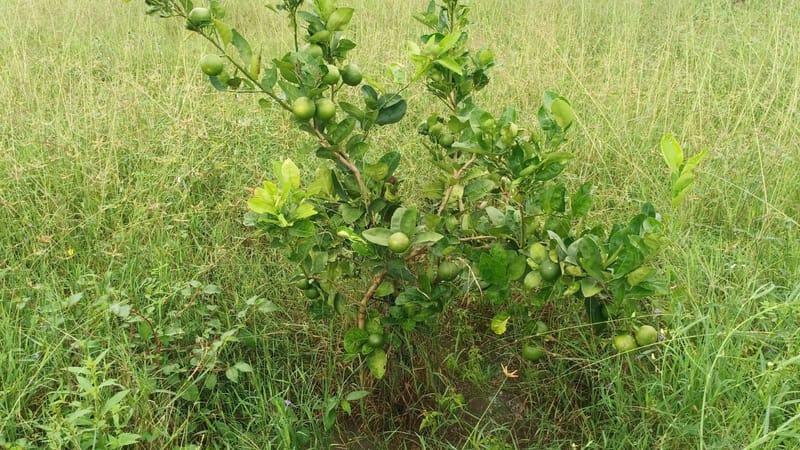 Farm Land Sale for Maduranthakam