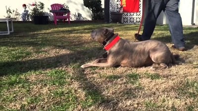 2 Main Importance Of Hiring The Best Trainer For Your Dog image