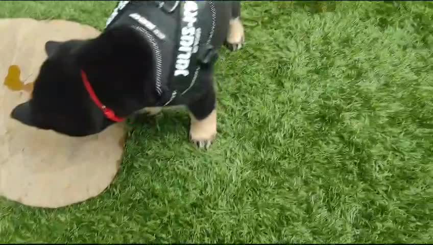 Abituarsi alla pettorina