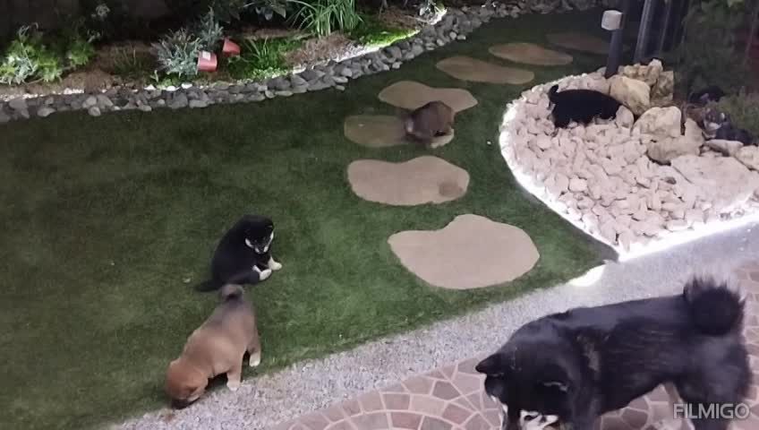 Serata Fuori con la Zia Shimai