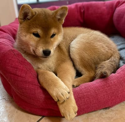 il mio Canale youtube image