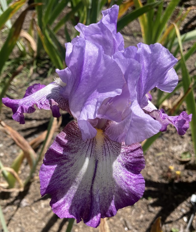 theatre-chestnut-acres-iris-garden