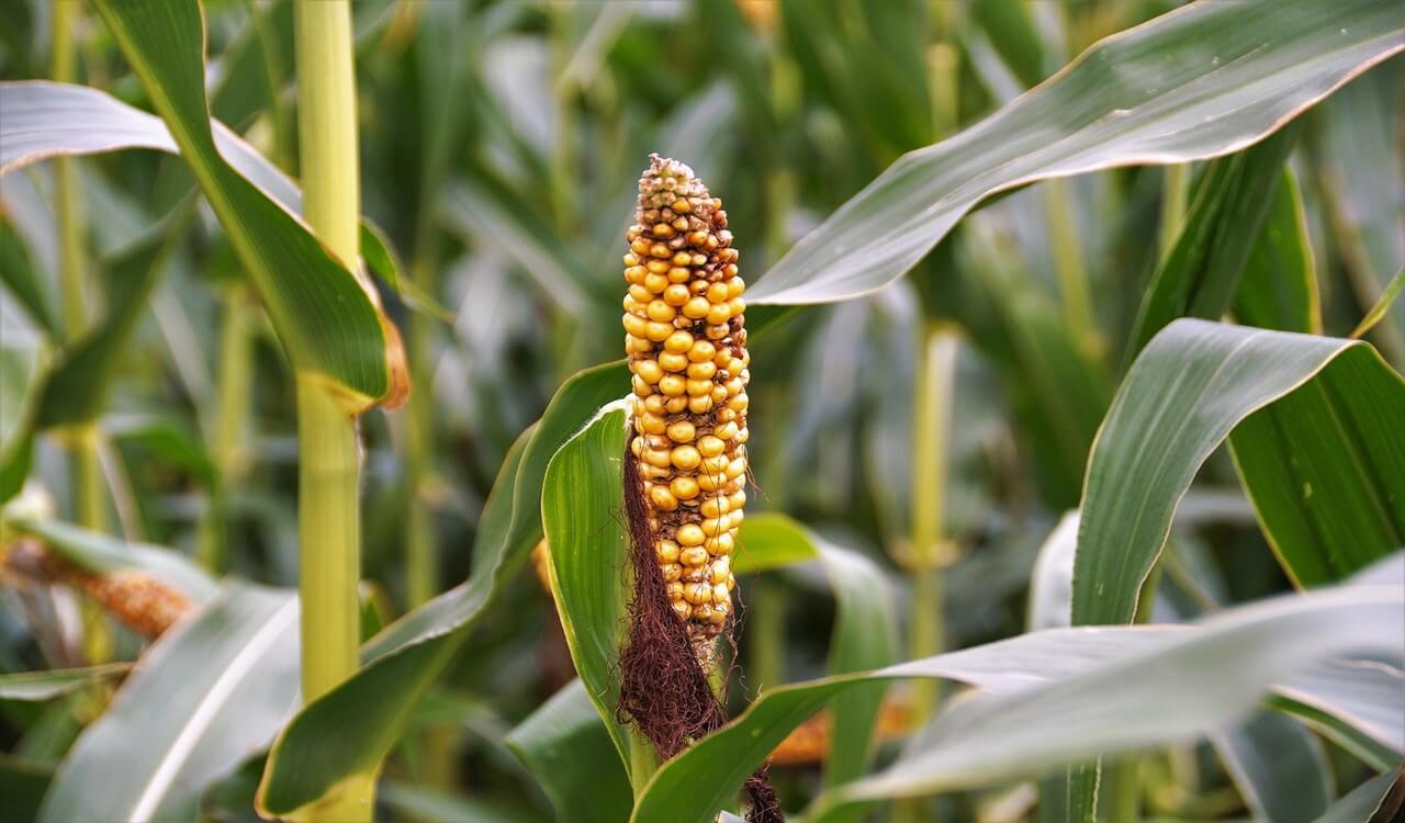 How to control crop diseases