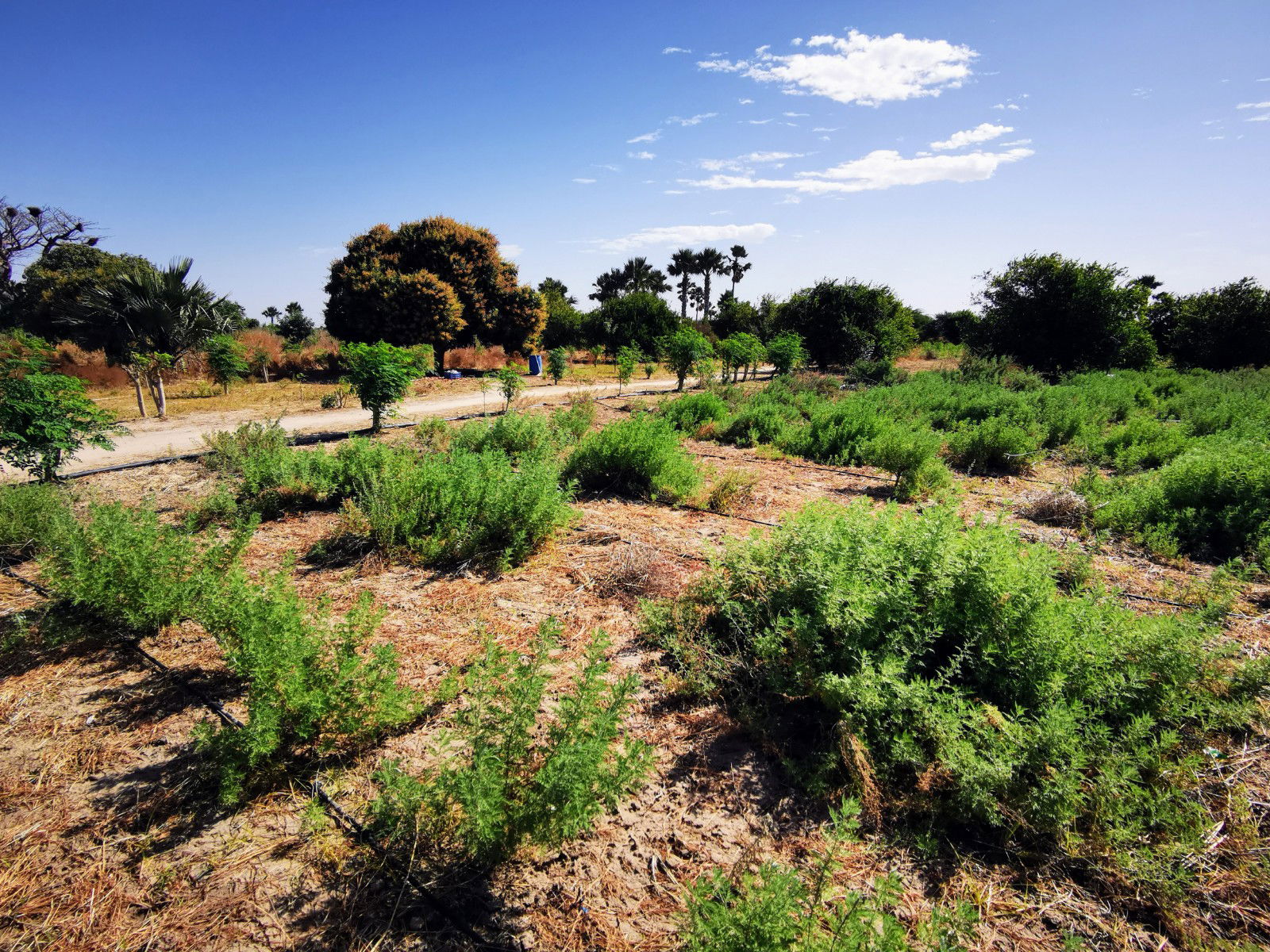 Développement, soutien et formations pour que les villages soient indépendants pour lutter contre le paludisme.