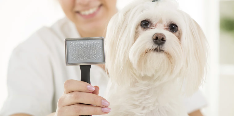 K9 Clip and Cut Dog Grooming