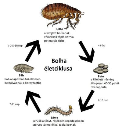 A Bolha - röviden image