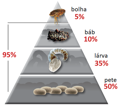 Sikeres bolhairtás - Fontos tényező image