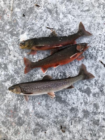 MEDLEMSBREV/INBETALNING image